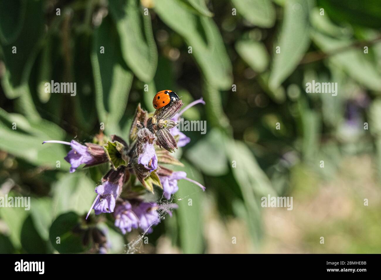 Frühling orange Marienkäfer auf einer violetten Blume in wilder sonniger Landschaft, Insekten Tier Stockfoto