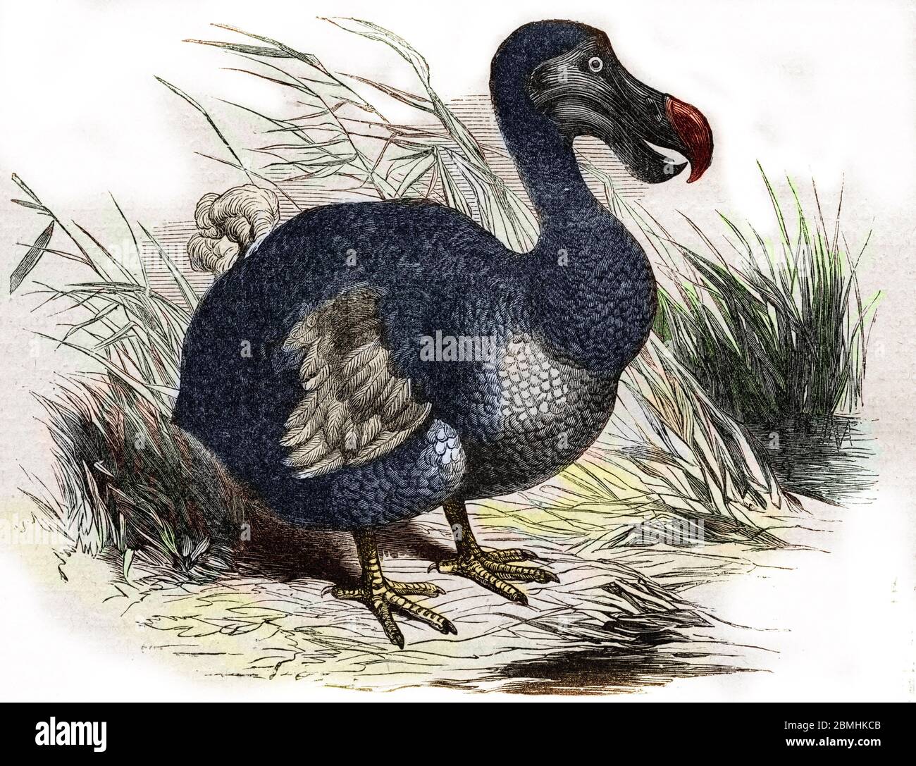 Ornithologie : le dodo ou dronte de Maurice, animal disparu - Gravure - Dodo, Raphus cucullatus, Didus ineptus, ausgestorbener flugloser Vogel - Gravur 18 Stockfoto