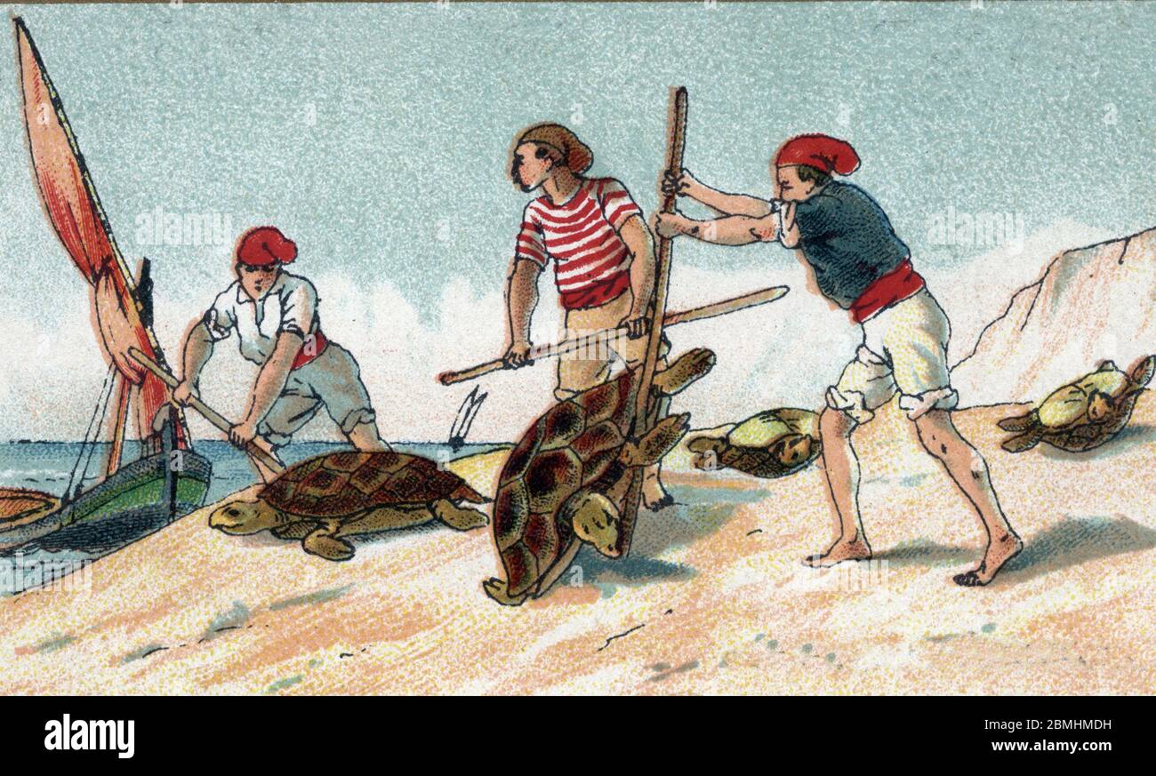 'La peche (Chasse) aux tortues marines en Mer mediterranee' (Angeln auf Meeresschildkröten im mittelmeer) Chromolithographie de la fin du 19eme siecl Stockfoto