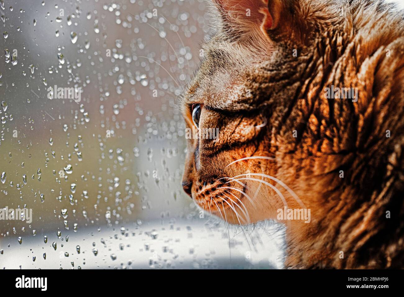 Bengalkatze, die aus dem Fenster auf das Wetter schaut. Stockfoto