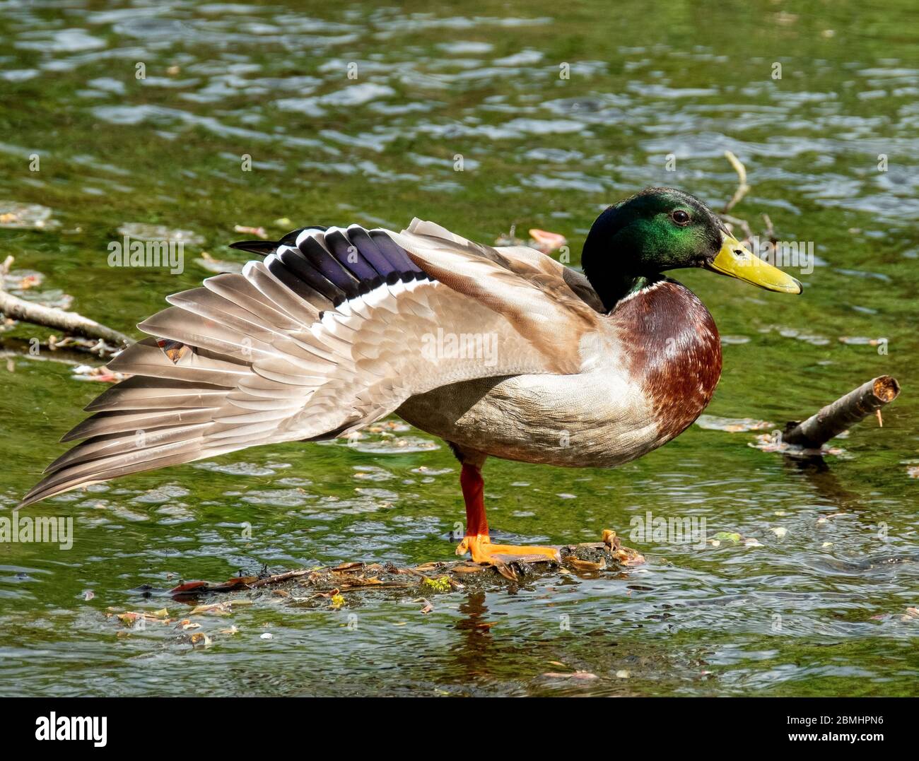 Mallard Duck drake (Anas platyrhynchos) am Fluss Almond, West Lothian, Schottland, Großbritannien. Stockfoto