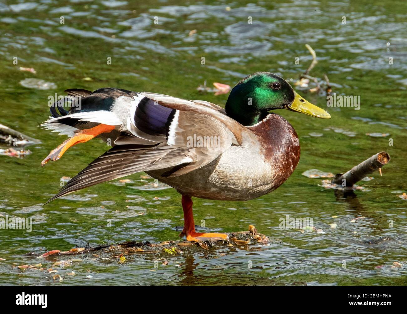 Mallard Duck drake (Anas platyrhynchos) am Fluss Almond, West Lothian, Schottland, Großbritannien. Stockfoto