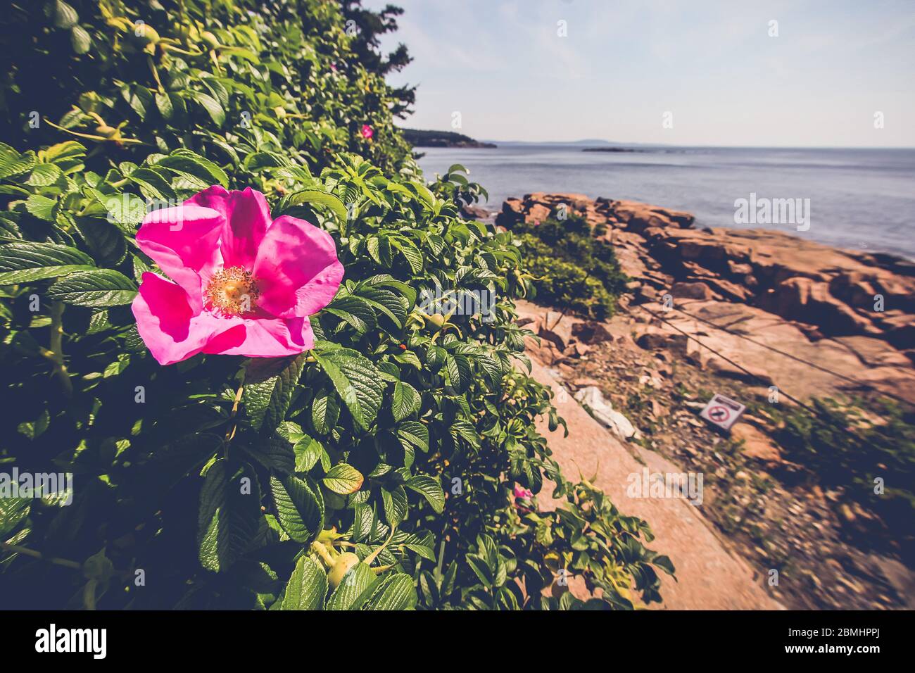 Wilde Rose mit Blick auf die Küste an schönen Sommertagen Stockfoto