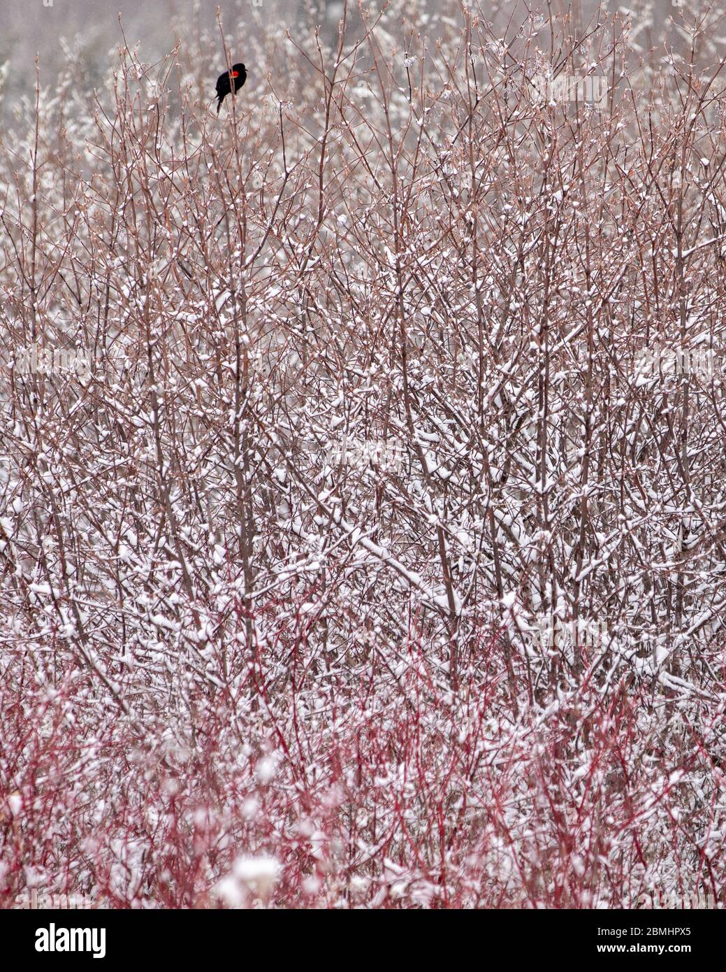 Otsego County, NY, USA: Rotflügelamsel auf einem schneebedeckten Strauch in einer späten Saison (April) Schnee. Stockfoto