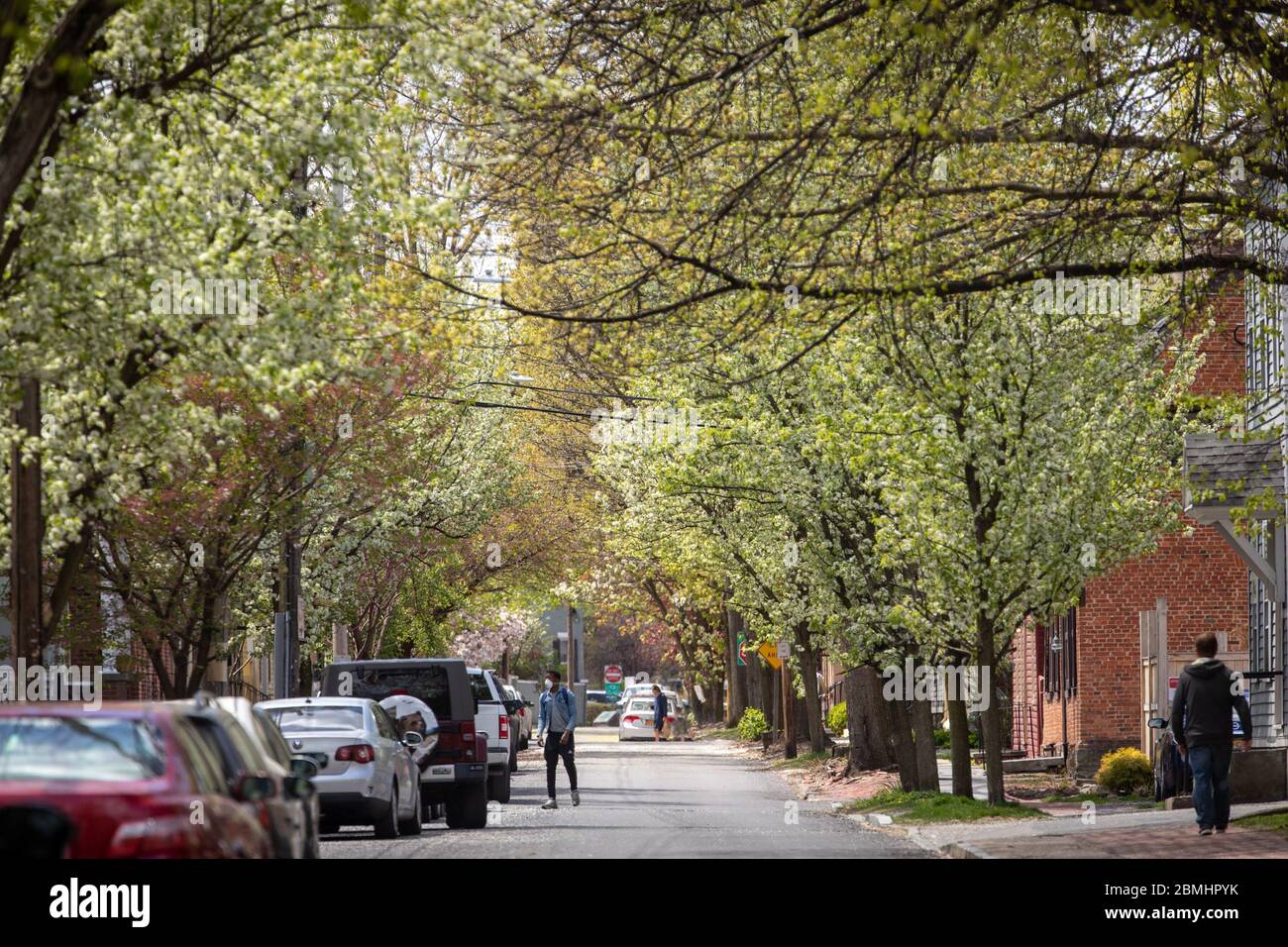 Schenectady, NY: Schöner Frühlingstag, blühende Bäume im Stockade District. Stockfoto