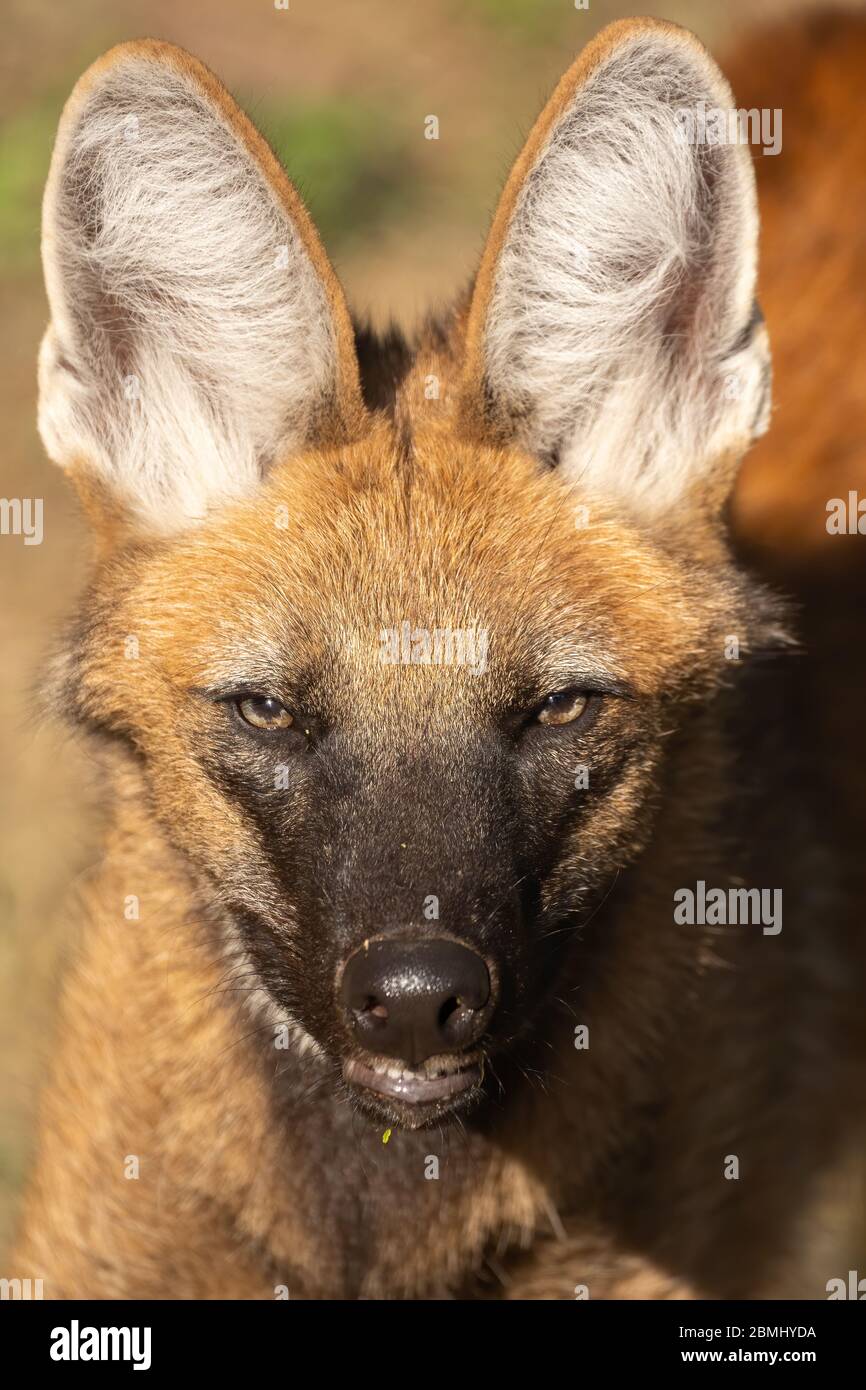 Porträt eines Mähnewolf Stockfoto