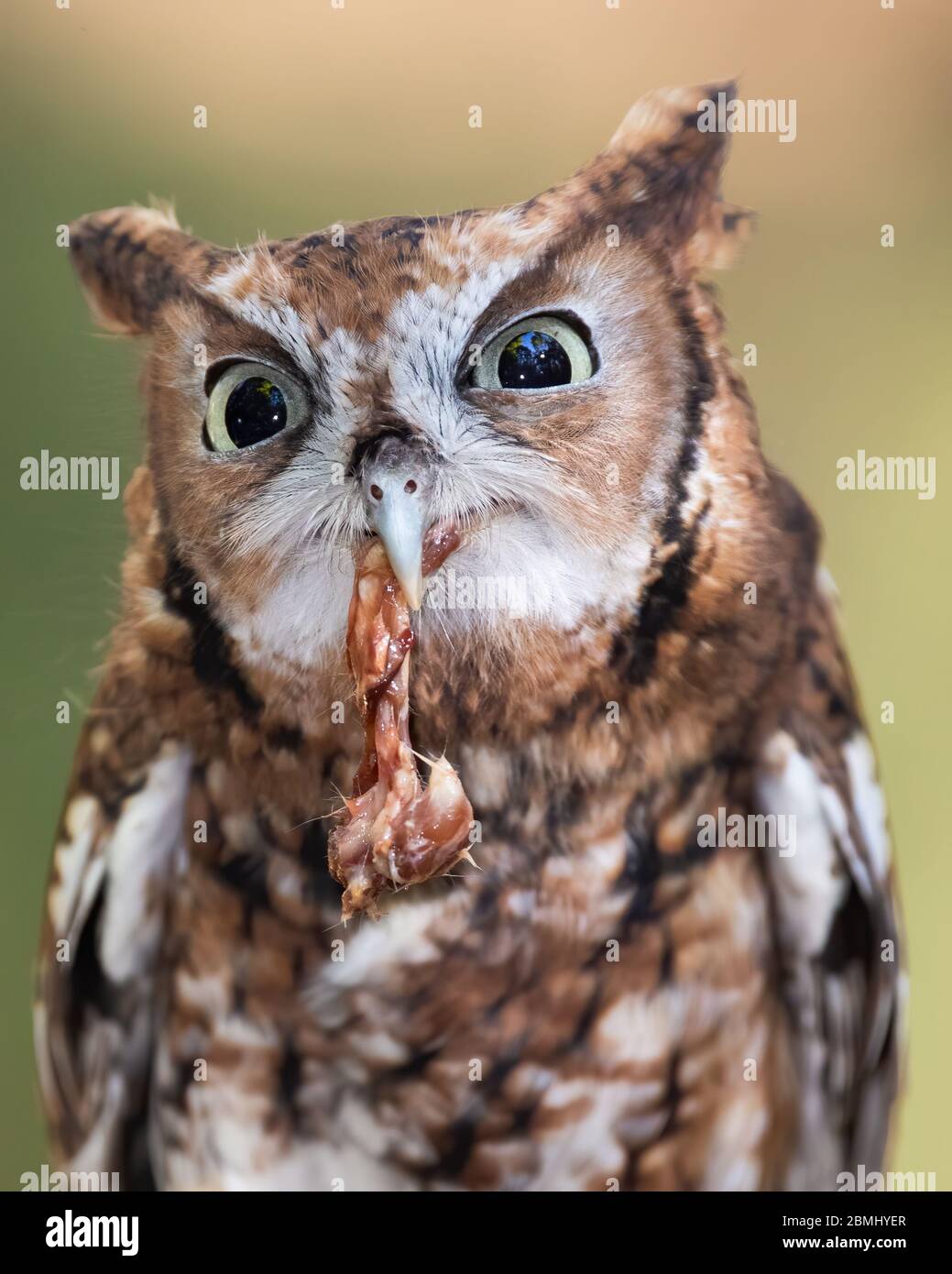 Eine östliche Schreieule, die Huhn isst Stockfoto