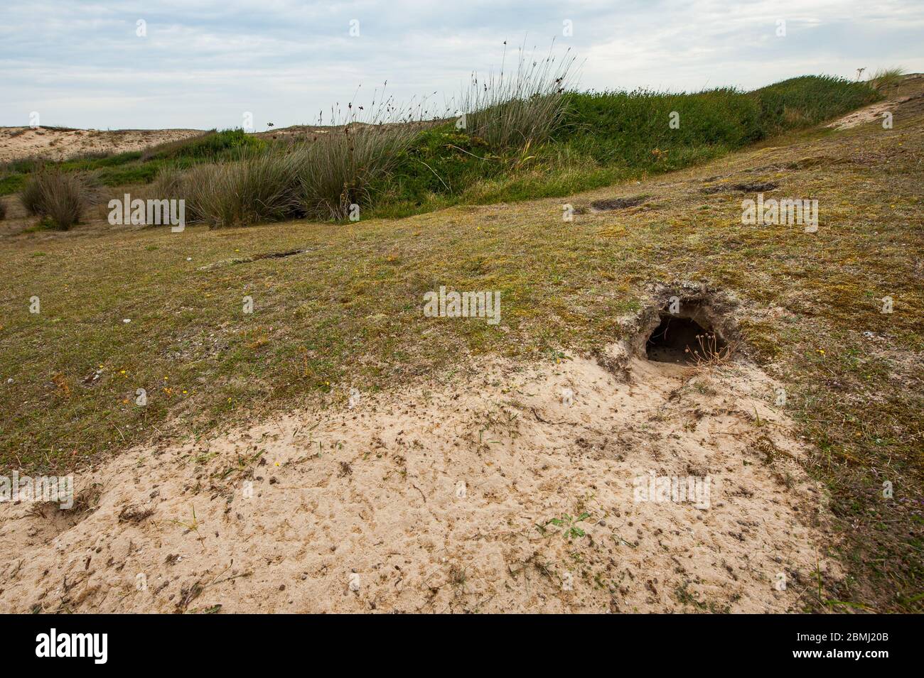 Sanddünen in der Nähe von Barneville-Carteret (Normandie, Frankreich) dramatischer Himmel und Kaninchenloch Stockfoto