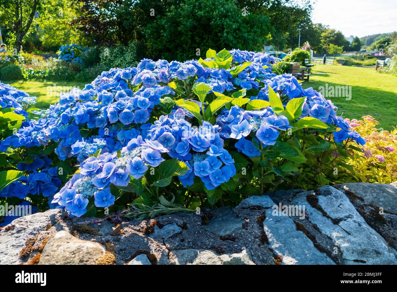 Hortensie mit blau lila farbenen Blüten Stockfoto