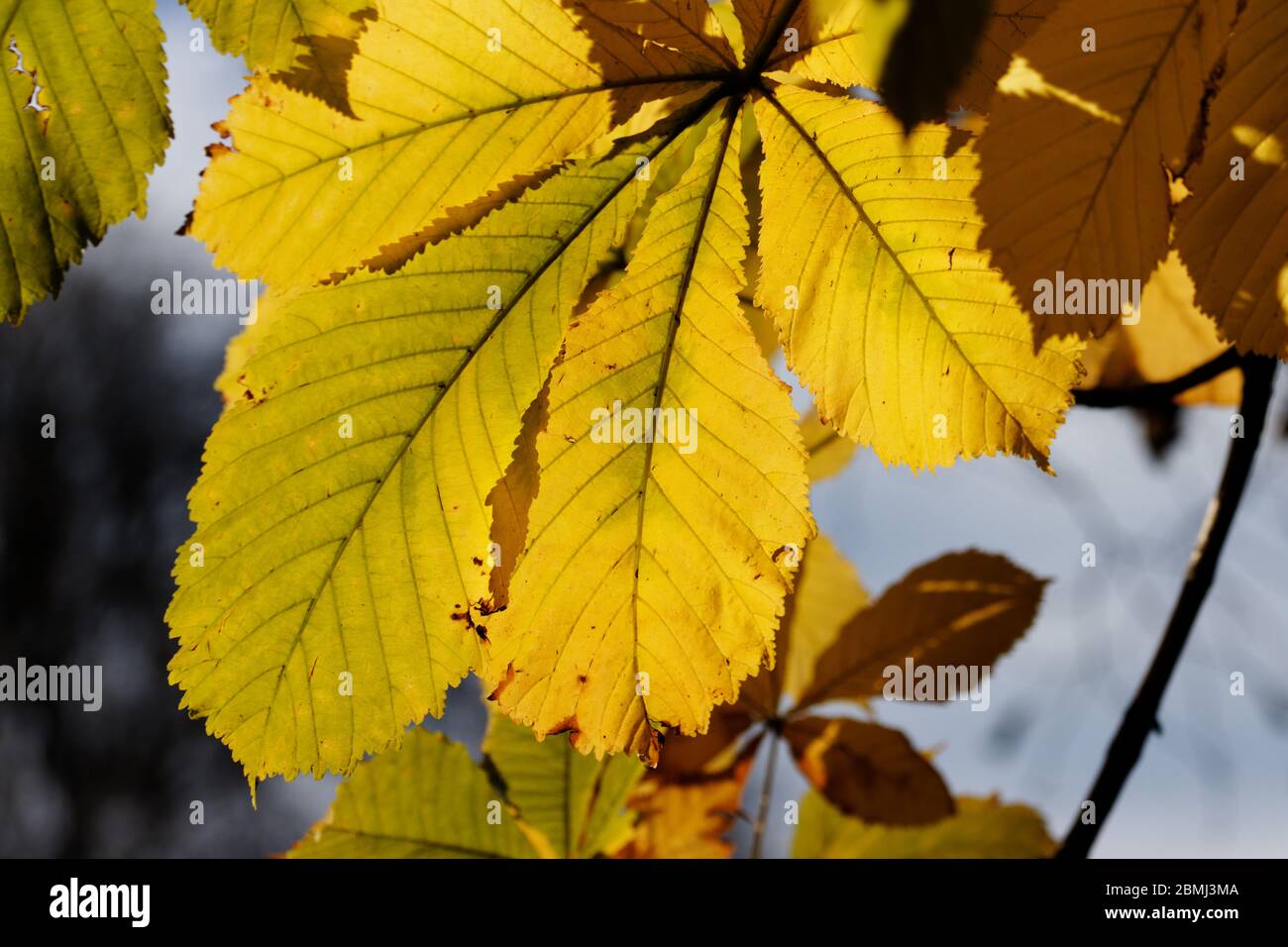 Aesculus hippocastanum ist eine blühende Pflanze aus der Familie der Seifenknelbeere und Litschi Sapindaceae, die allgemein als Rosskastanie oder Ecker bekannt ist. Stockfoto