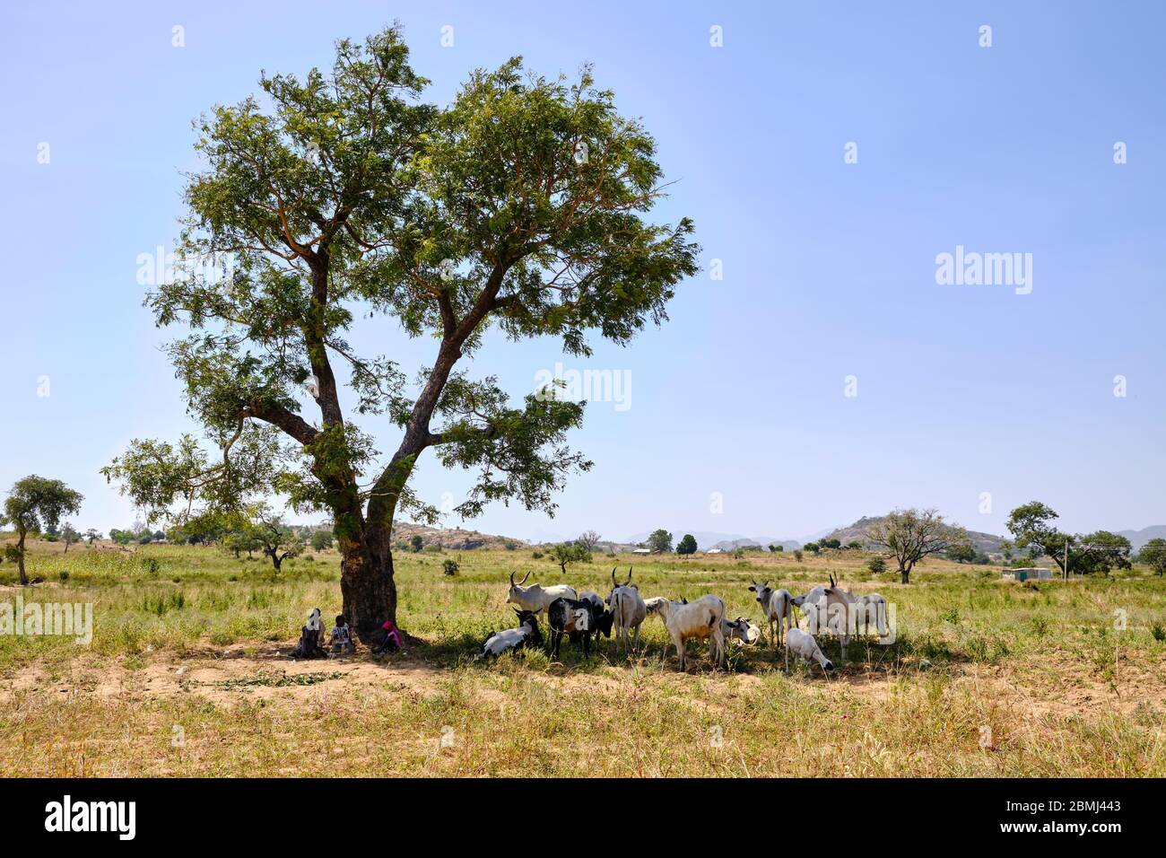 Rinder im Schatten eines Baumes an einem heißen Tag in der nigerianischen Savanne Stockfoto