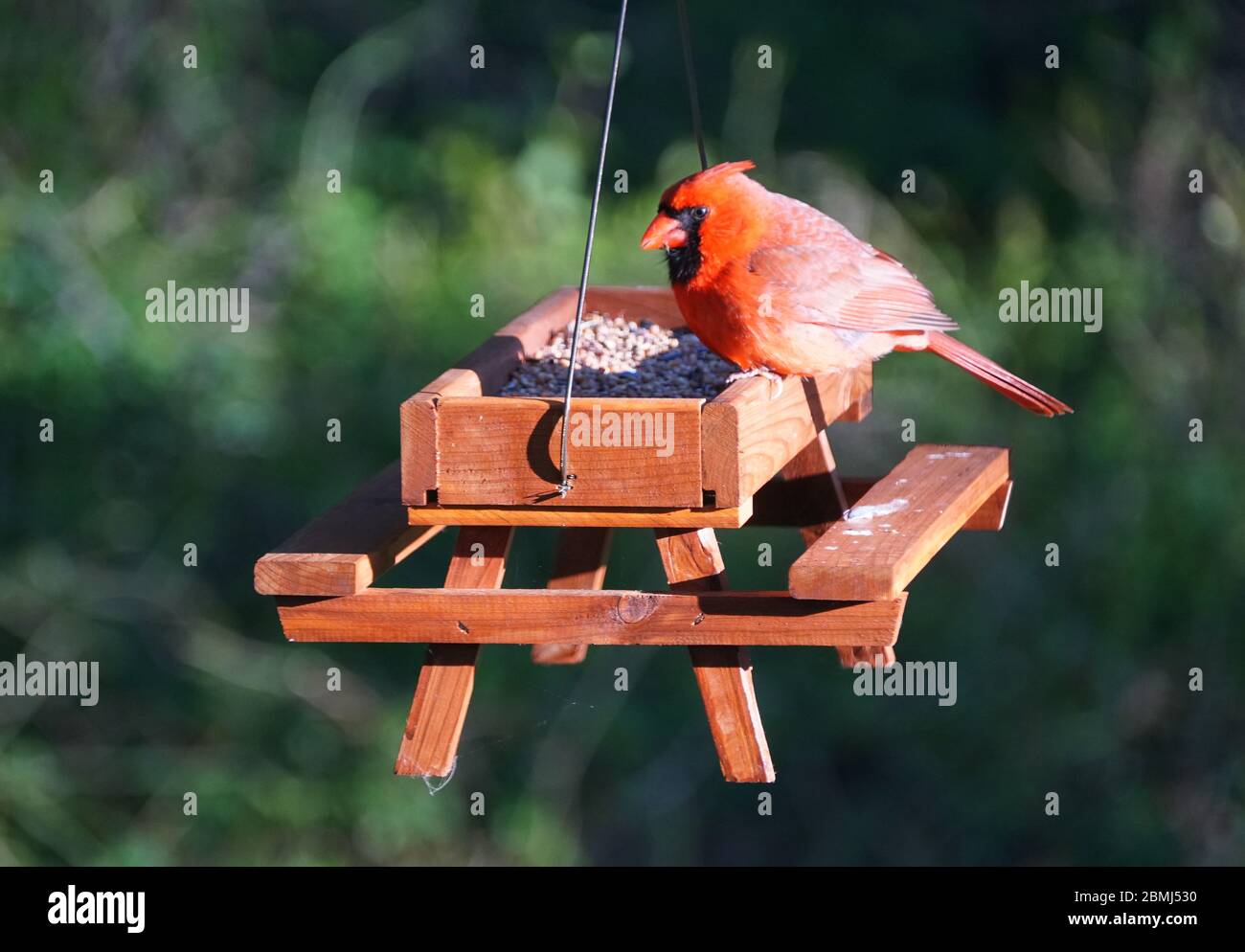 Ein roter männlicher Kardinal, der Samen auf einem hölzernen Picknicktisch aß, Vogelfutter Stockfoto