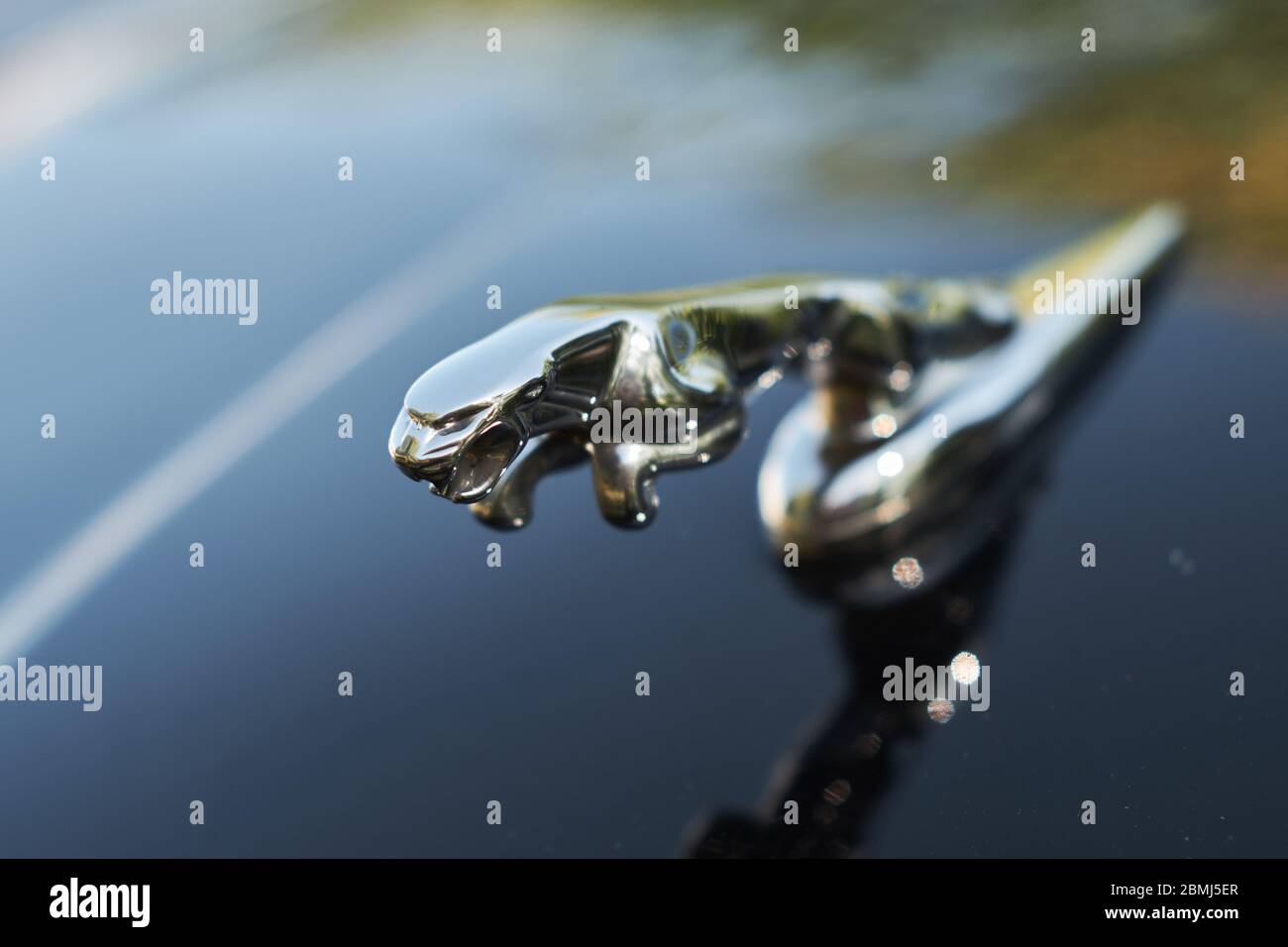 Nahaufnahme Foto von Jaguar glänzenden Chrom Haube Ornament auf einem schwarz lackierten Auto. Stockfoto