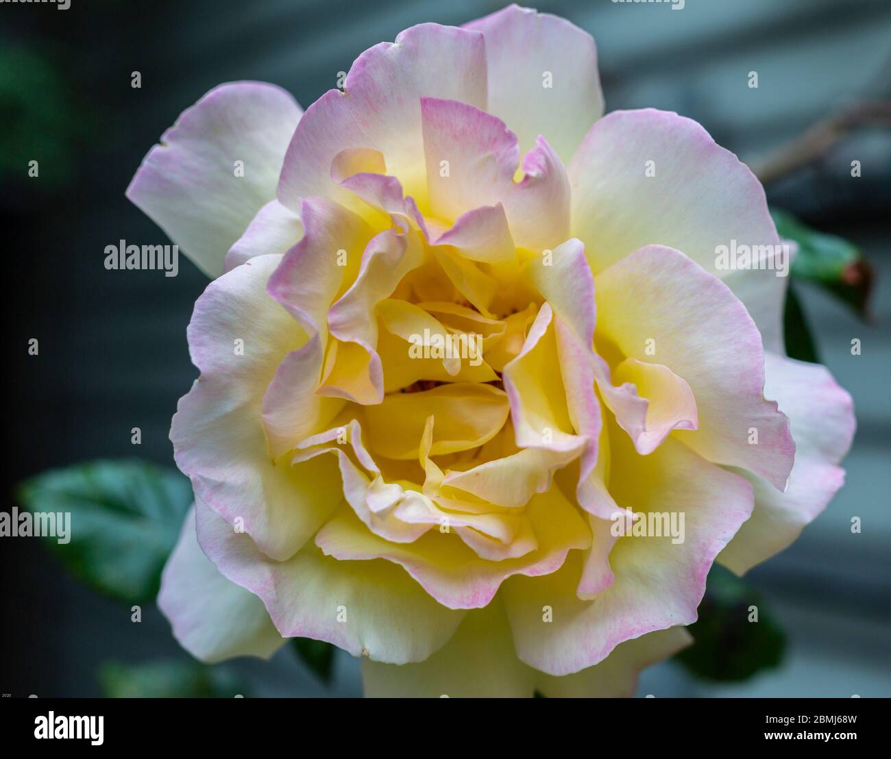 Eine Singe Rosa 'Madame A. Meilland, stieg. Eine große Blume von hellgelber bis cremefarbener Farbe, an den Blütenrändern leicht mit purpurfarbenem Pink durchtröhnt. Stockfoto