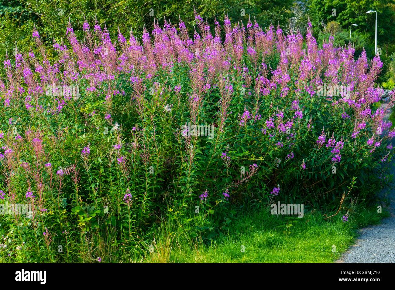 Weidenröschen mit lila pink farbenen Sky, wachsen am Waldrand Stockfoto