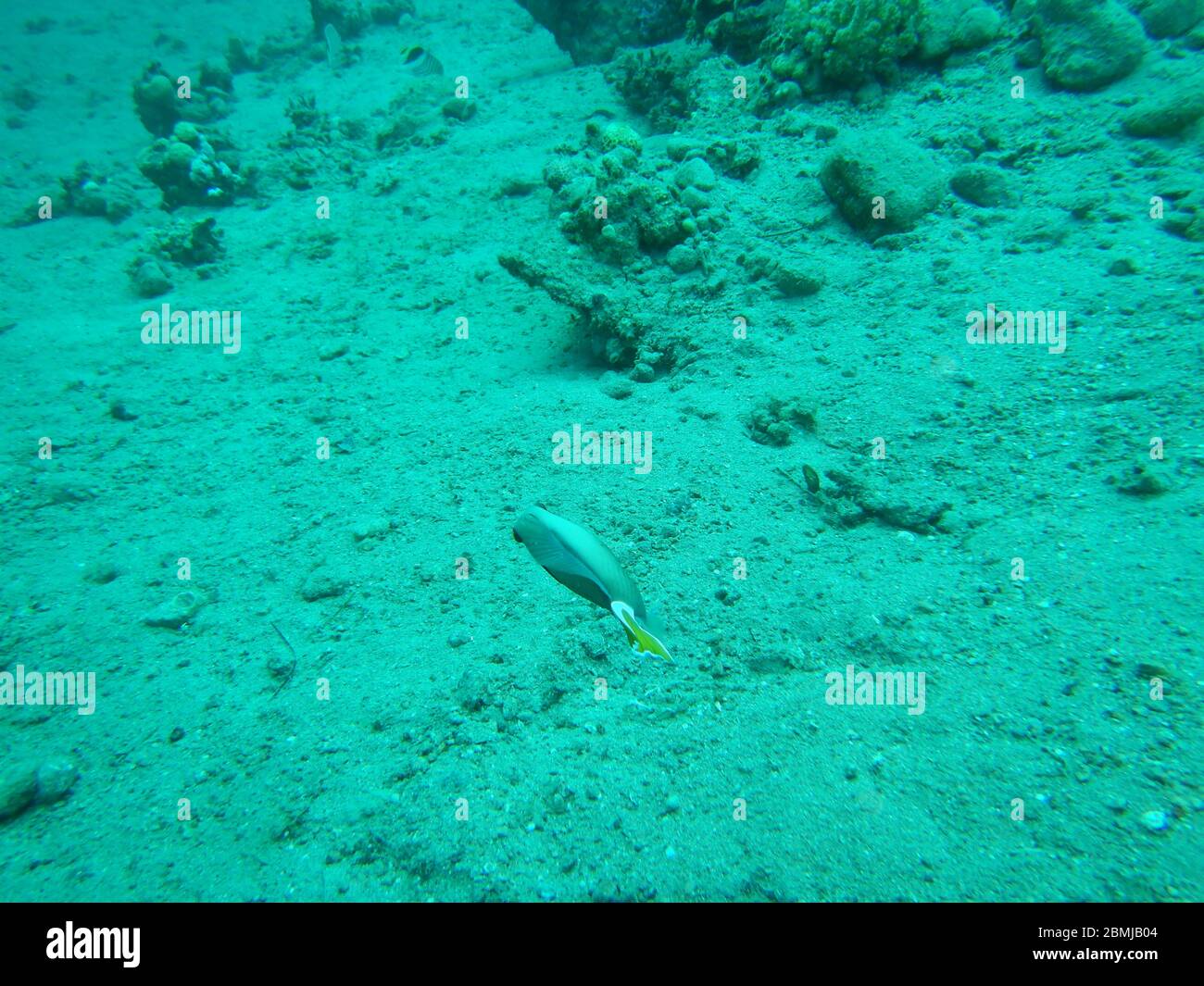 Korallenriff Fische im Ras Muhammad National Park Stockfoto