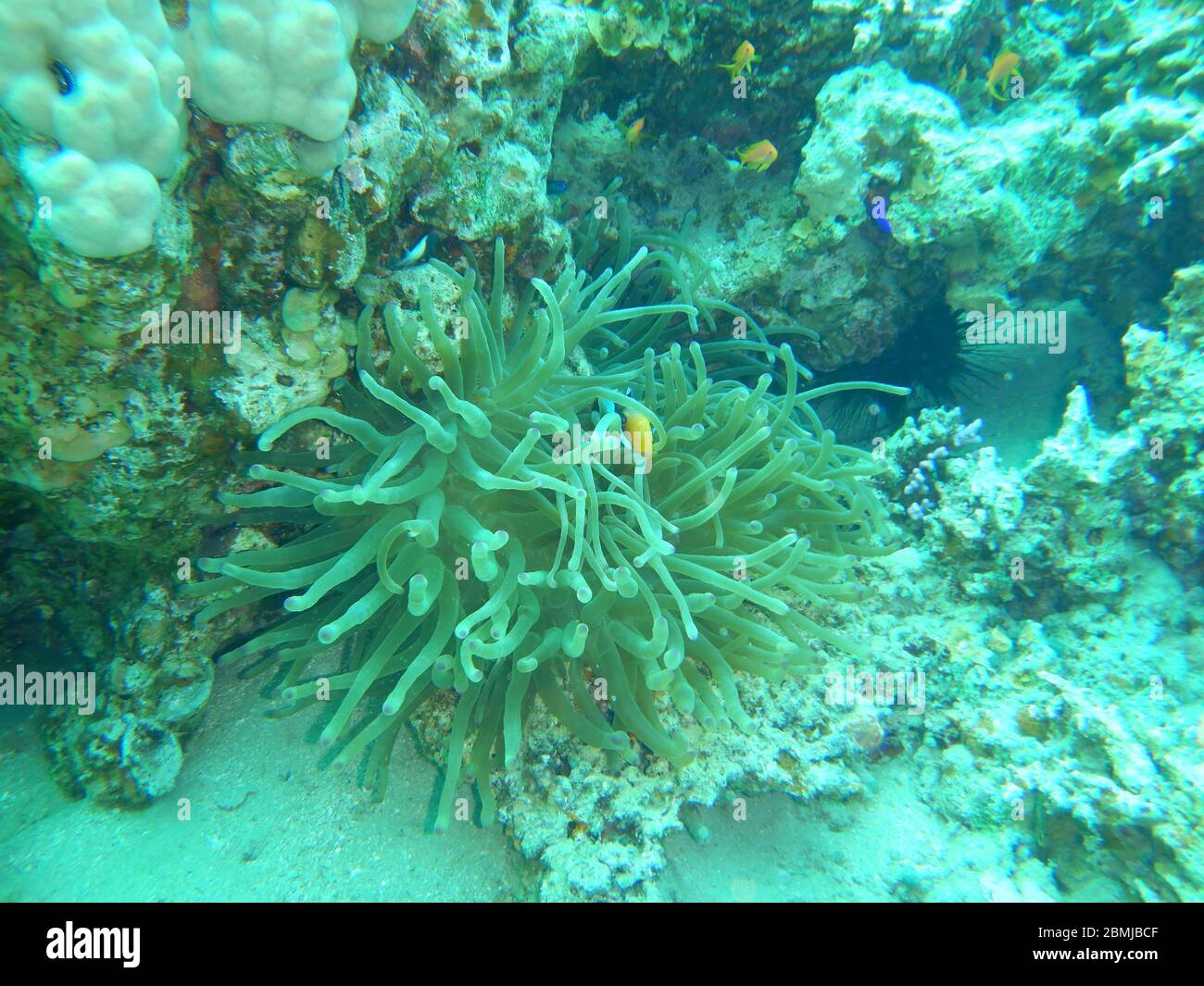 Korallenriff Fische im Ras Muhammad National Park Stockfoto