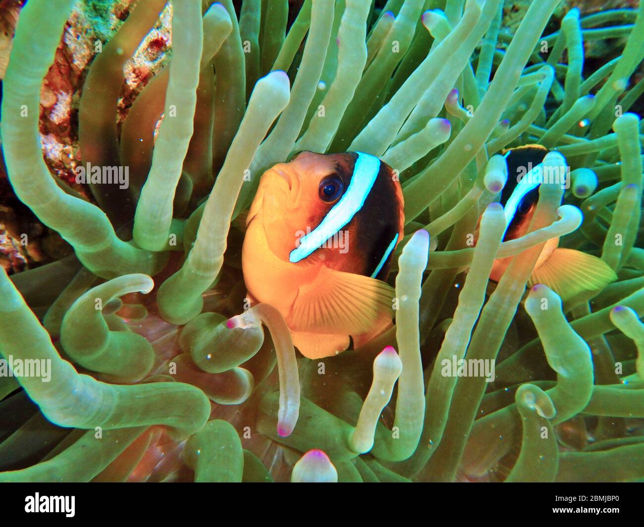 Nemo-Fische, Seeanemone, Anemonenfische, Amphiprioninae, Clownfische Stockfoto