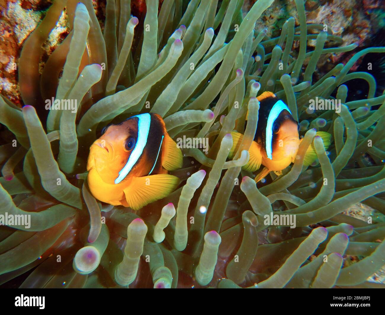 Nemo-Fische, Seeanemone, Anemonenfische, Amphiprioninae, Clownfische  Stockfotografie - Alamy