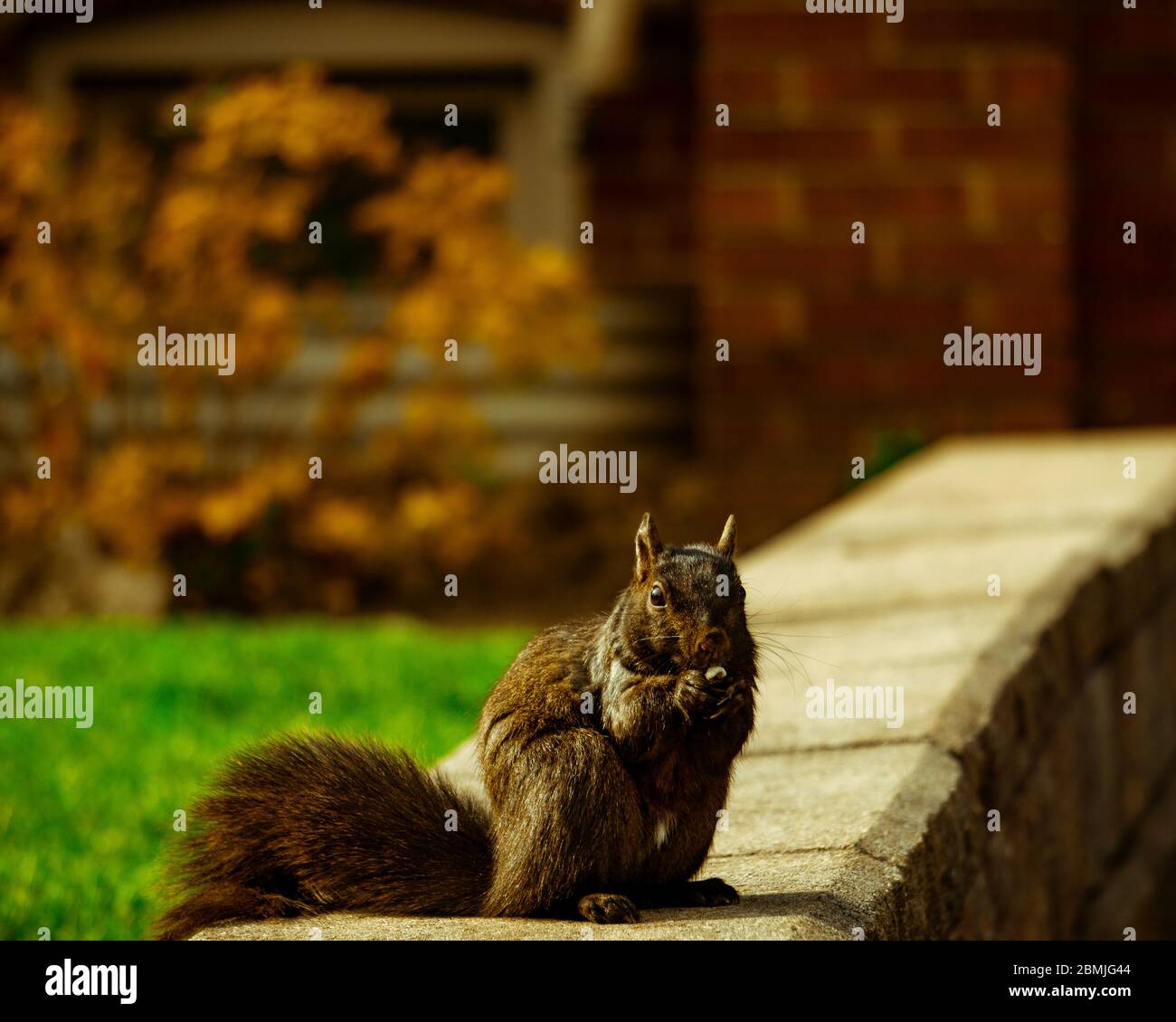 Eichhörnchen, die einen Popcorn-Kernel fressen, Ledbury Park Stockfoto