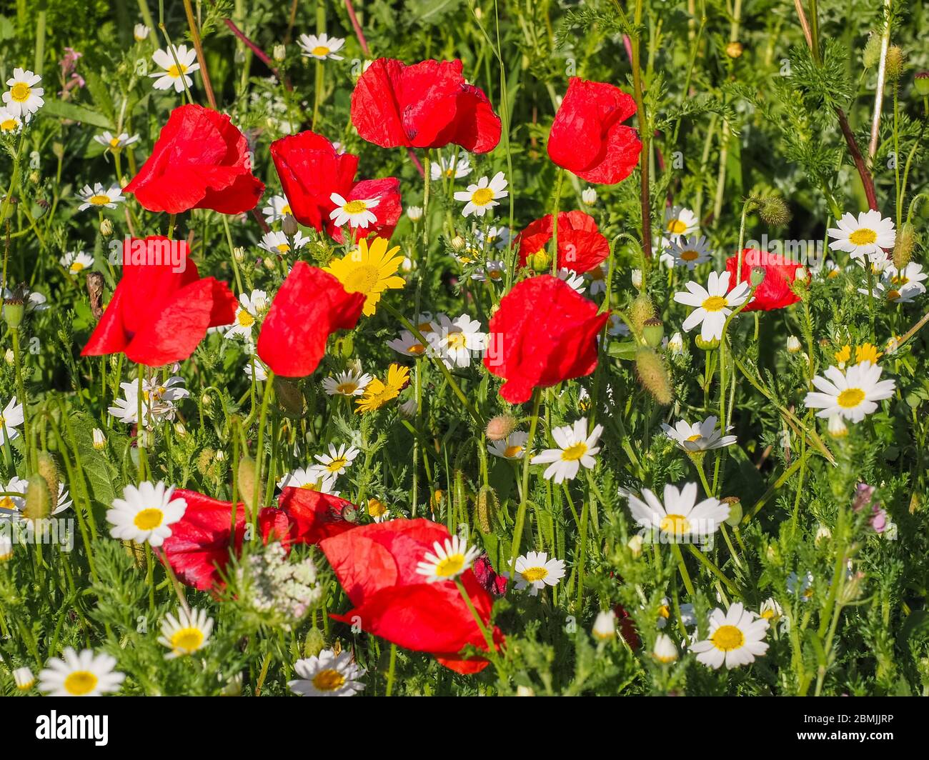 Farbenfroher Blumenhintergrund. Schöne Wiese mit verschiedenen blühenden Blumen. Im Feld blühen rote Mohn, weiße und gelbe Gänseblümchen oder Margeriten. Stockfoto