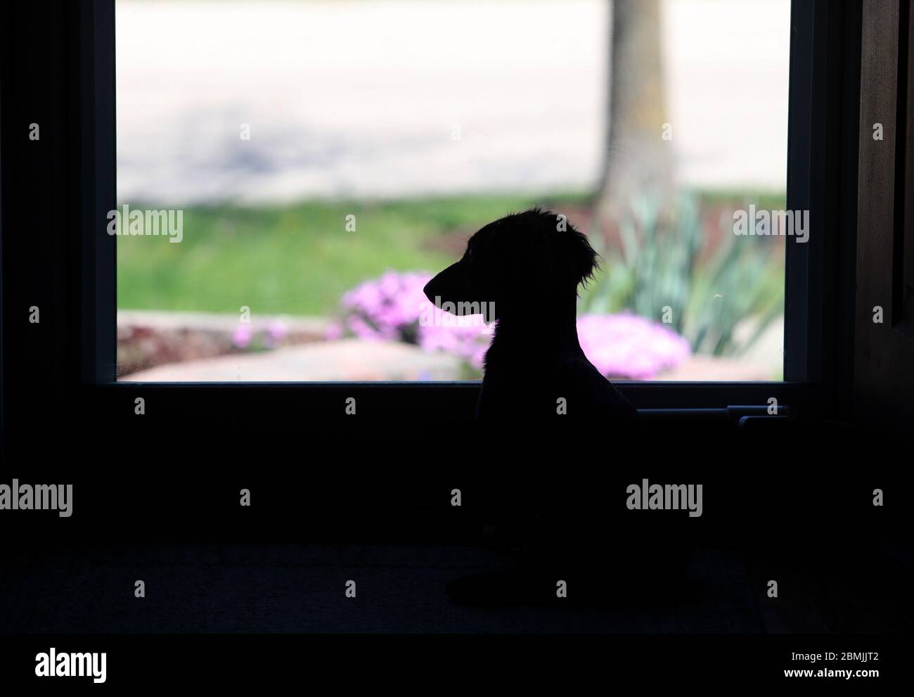 Bartlett, IL, USA. Mai 2020. Samstag, 9. Mai 2020 - Bartlett, Illinois USA - 8 Monate alte langhaarige Miniatur-Dachshund TWIX beobachtet den Verkehr, wenn sie aus einer Haustür in einem Haus in Bartlett, Illinois, schaut. Kredit: H. Rick Bamman/ZUMA Wire/Alamy Live News Stockfoto