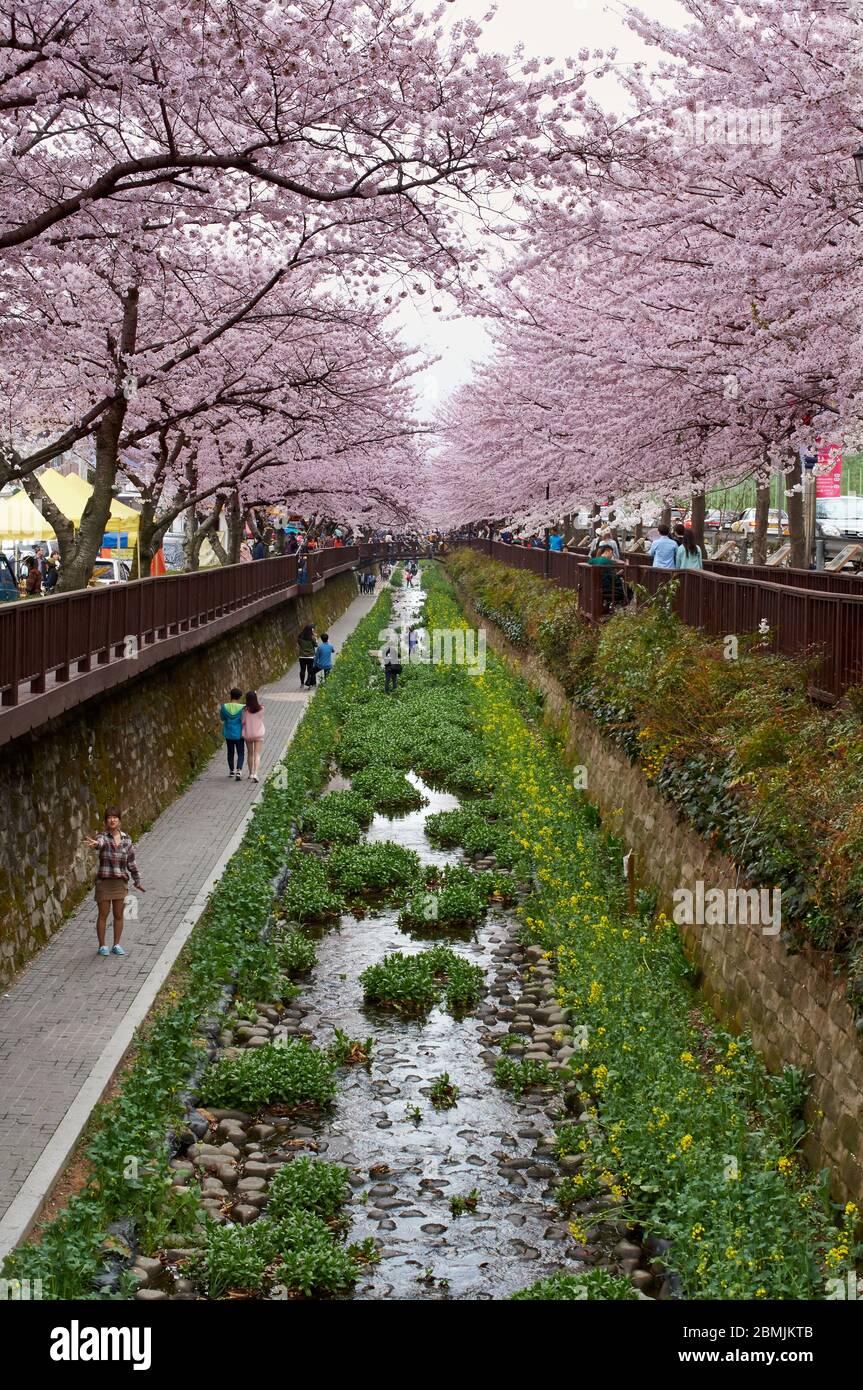 jinhae Kirschblütenfest. 진해 벚꽃축제 Stockfoto