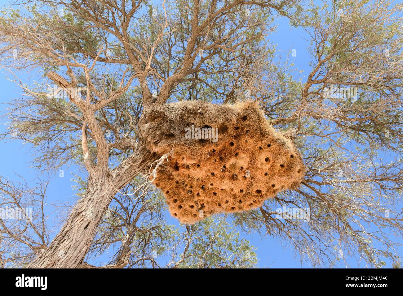 Massives geselliges Weaver Vogelnest, in einem Baum gegen blauem Himmel, in der Wüste von Namibia, Afrika, mit mehreren Löchern für mehrere Vögel. Stockfoto