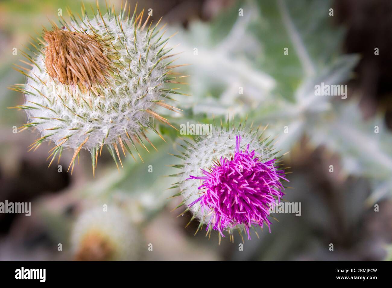 Baumwolldistel, Onopordum acanthium Stockfoto