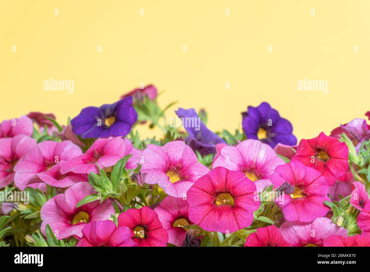 Bunte Blütenblätter auf gelbem Hintergrund. Frühlingsblumen. Stockfoto