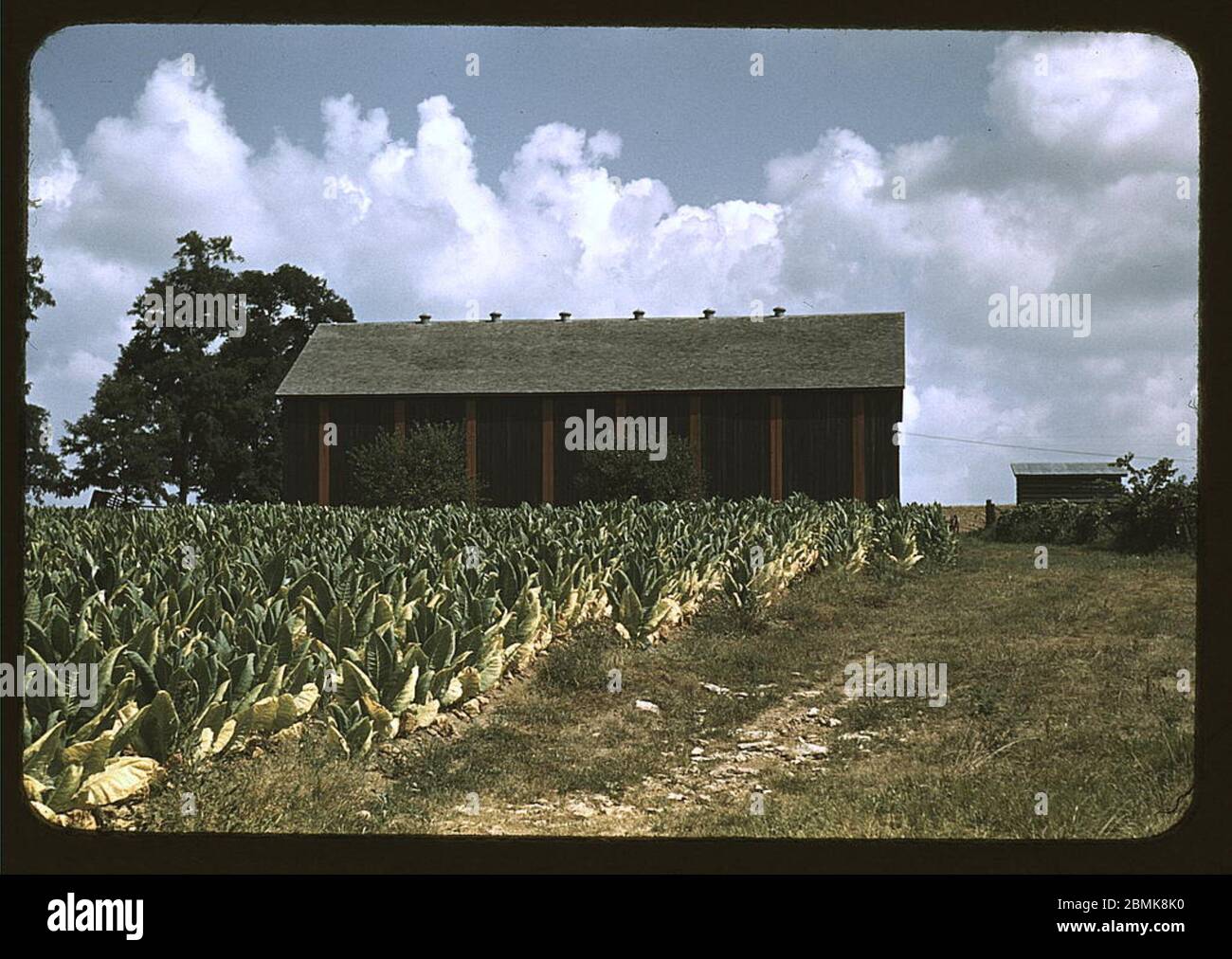 Burley Tobacco Field Stockfotos Und Bilder Kaufen Alamy