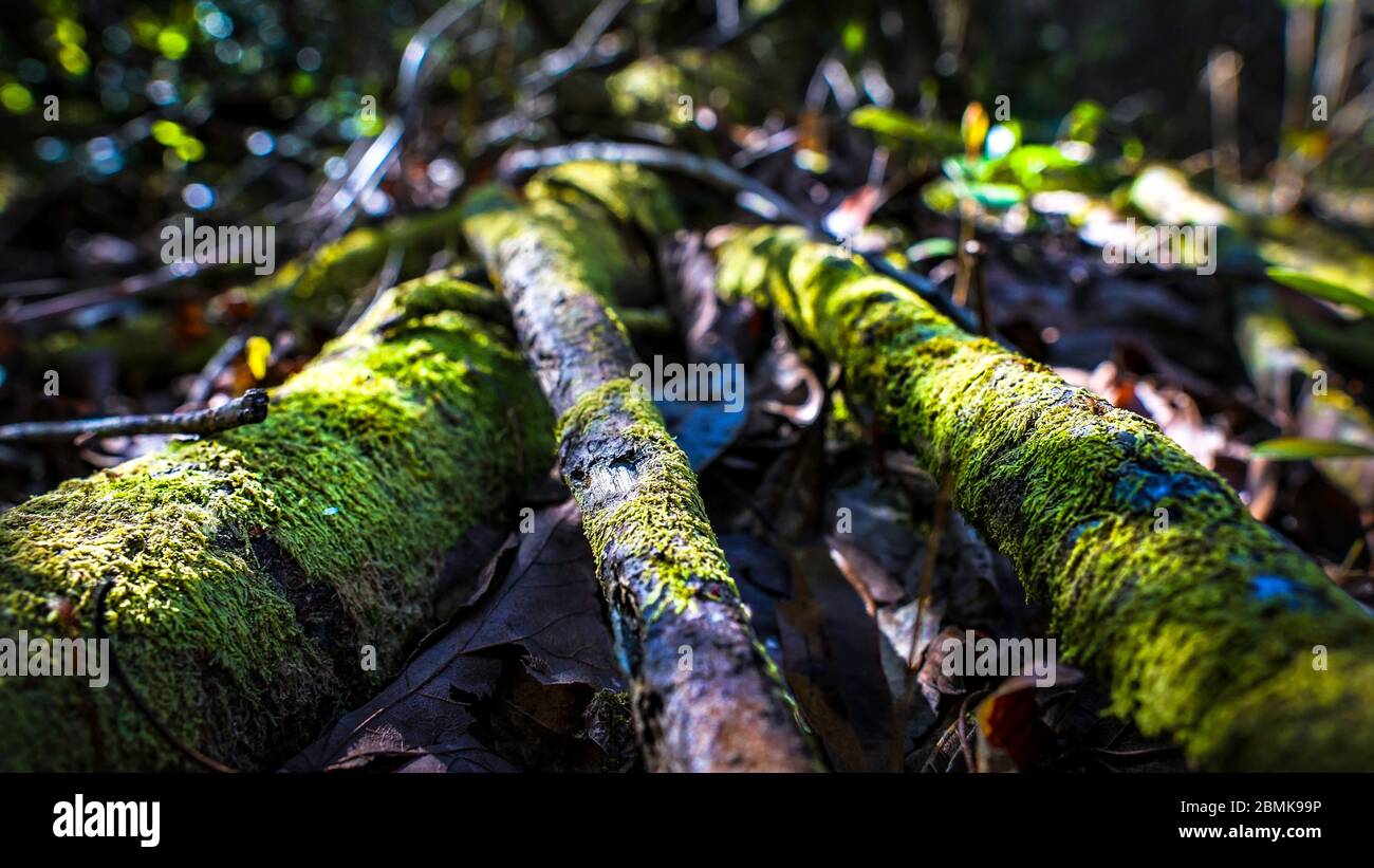 Mystic Forest Roots Tree Stockfoto