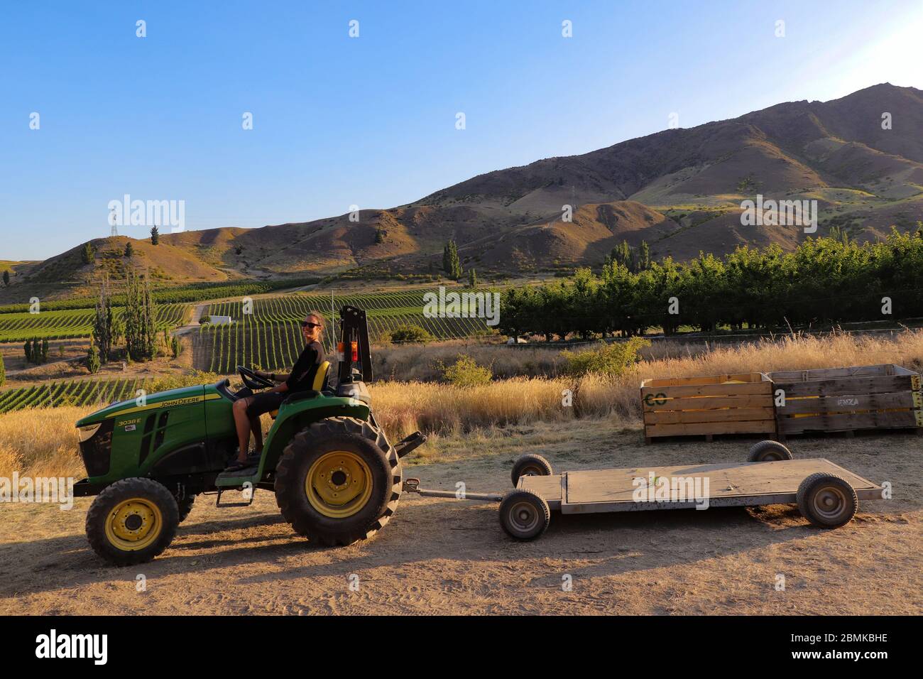 Kirschpflücken im Obstgarten, Blick auf den Obstgarten, Mülltonnen voller Eimer, Traktor, Neuseeland Stockfoto