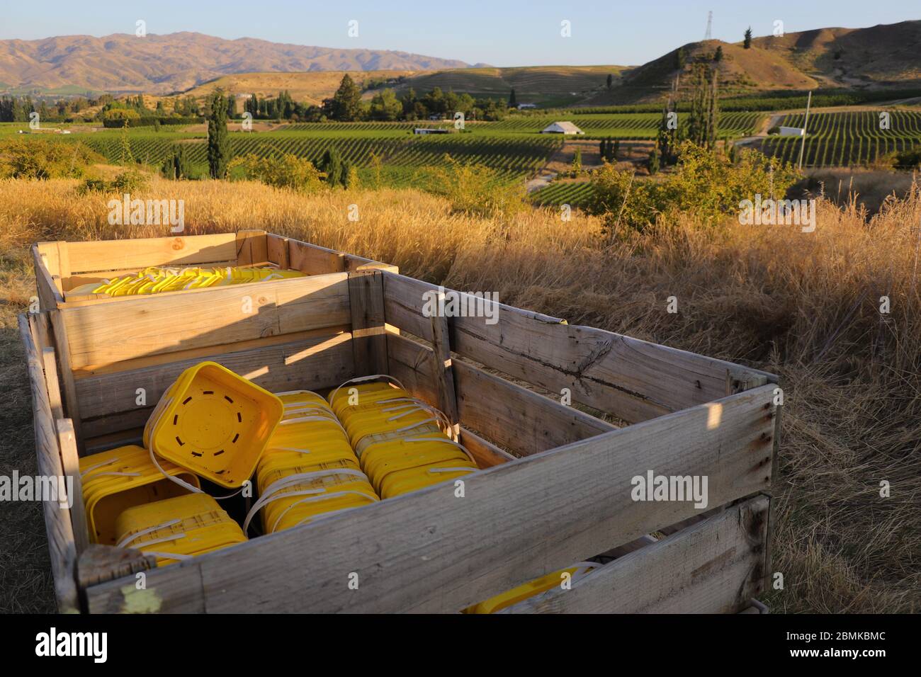Gelbe Eimer bereit für Kirschsammler in Neuseeland, Obstgarten arbeiten, Kirschernte Umgebung Stockfoto