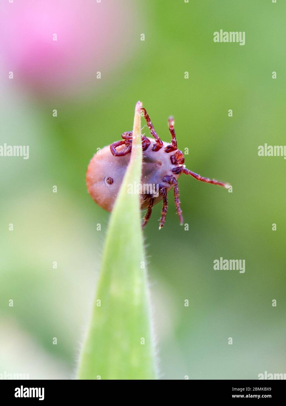 Hirsch Zecken schlafen auf Grashalm. Ixodes ricinus. Die gefährlichen Parasiten übertragen Infektionen wie Enzephalitis und Lyme-Borreliose. Stockfoto