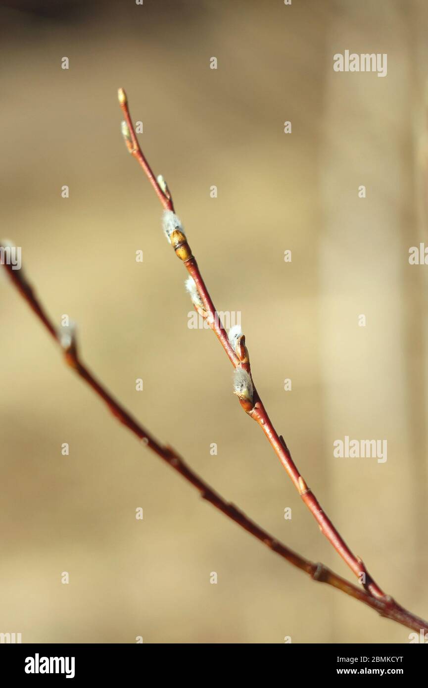 Brauner Weidenbaum-Zweig mit geschwollenen, blühenden, flauschigen Knospen. Strauch Rebe im Frühjahr. Stockfoto