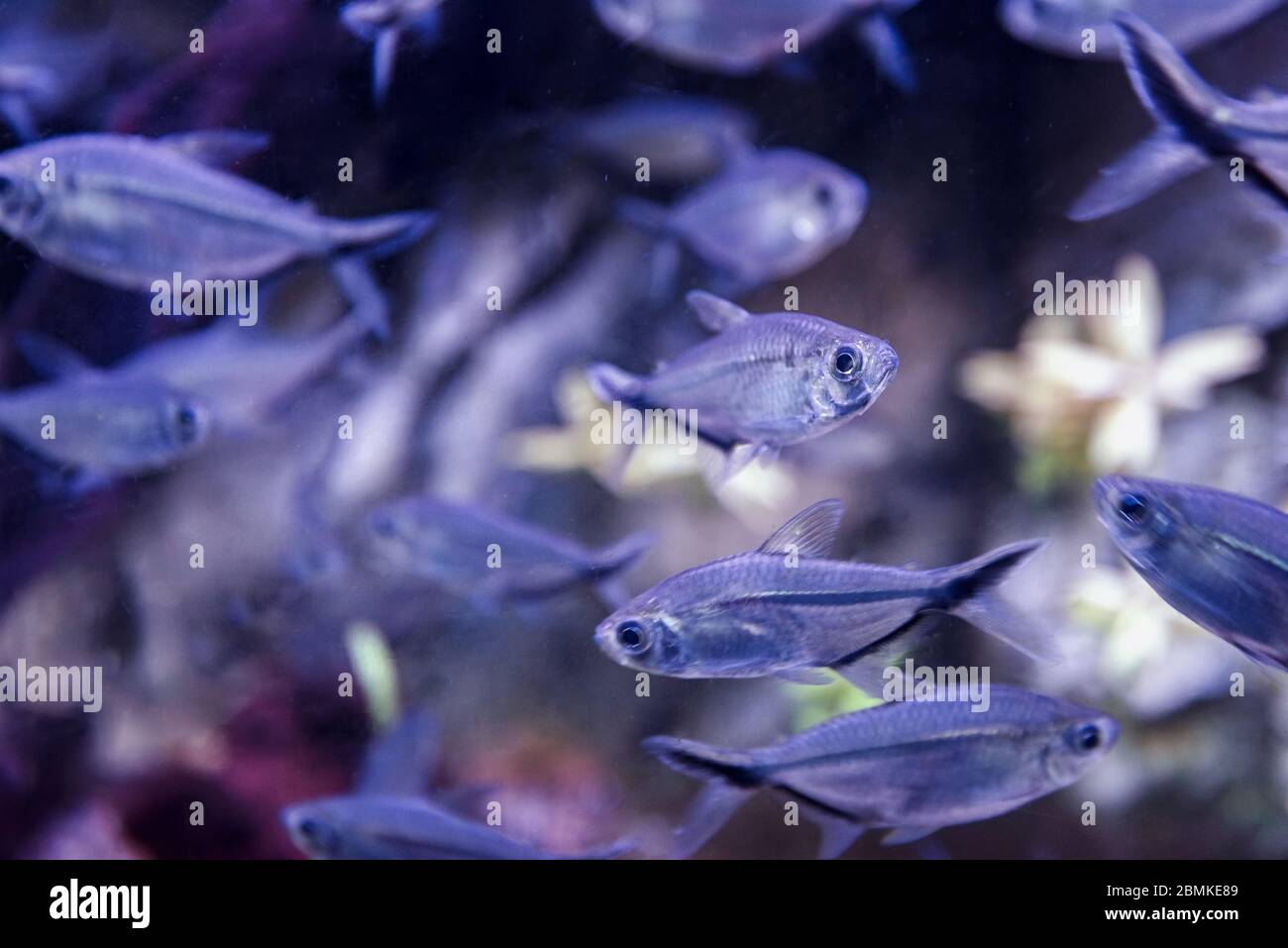 Bild von Aquarium mit tropischem Aquarium, schwarzer phantomsalmler Stockfoto
