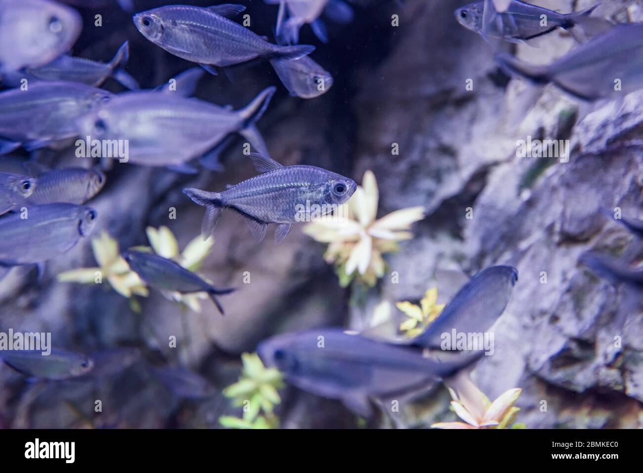 Bild von Aquarium mit tropischem Aquarium, schwarzer phantomsalmler Stockfoto
