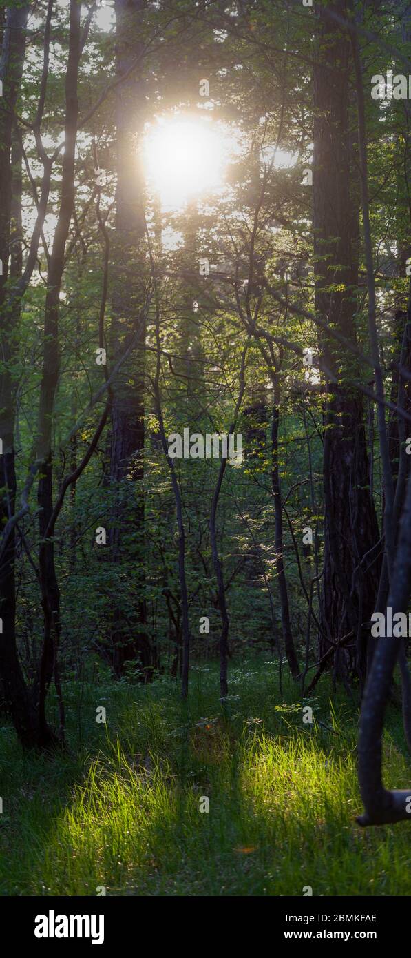 Foto von natürlichem Sonnenlicht Shine Effekt machen Trog die Bäume zwei Rechteck Muster Stockfoto