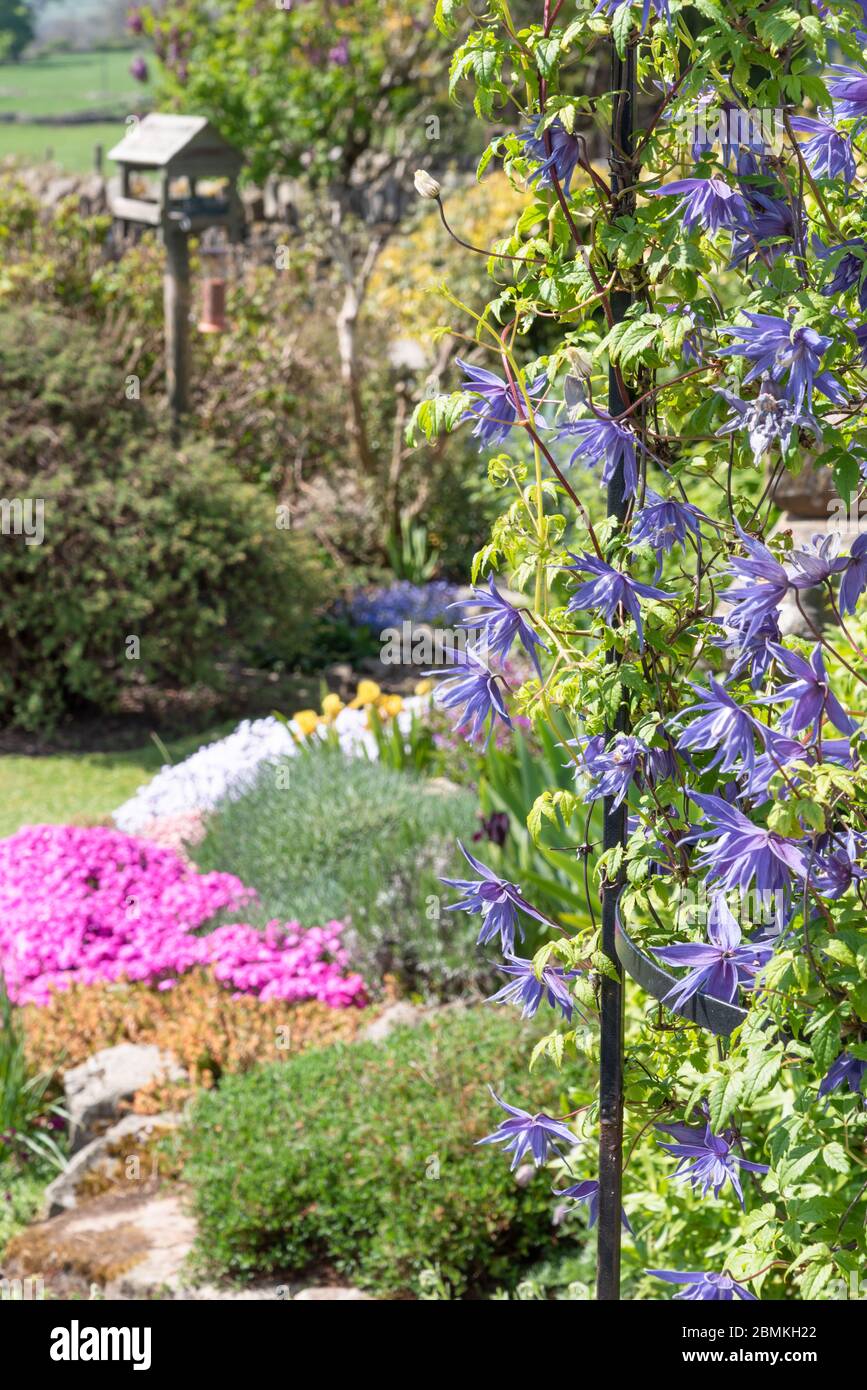 Blaue Clematis alpina in einem Garten Stockfoto