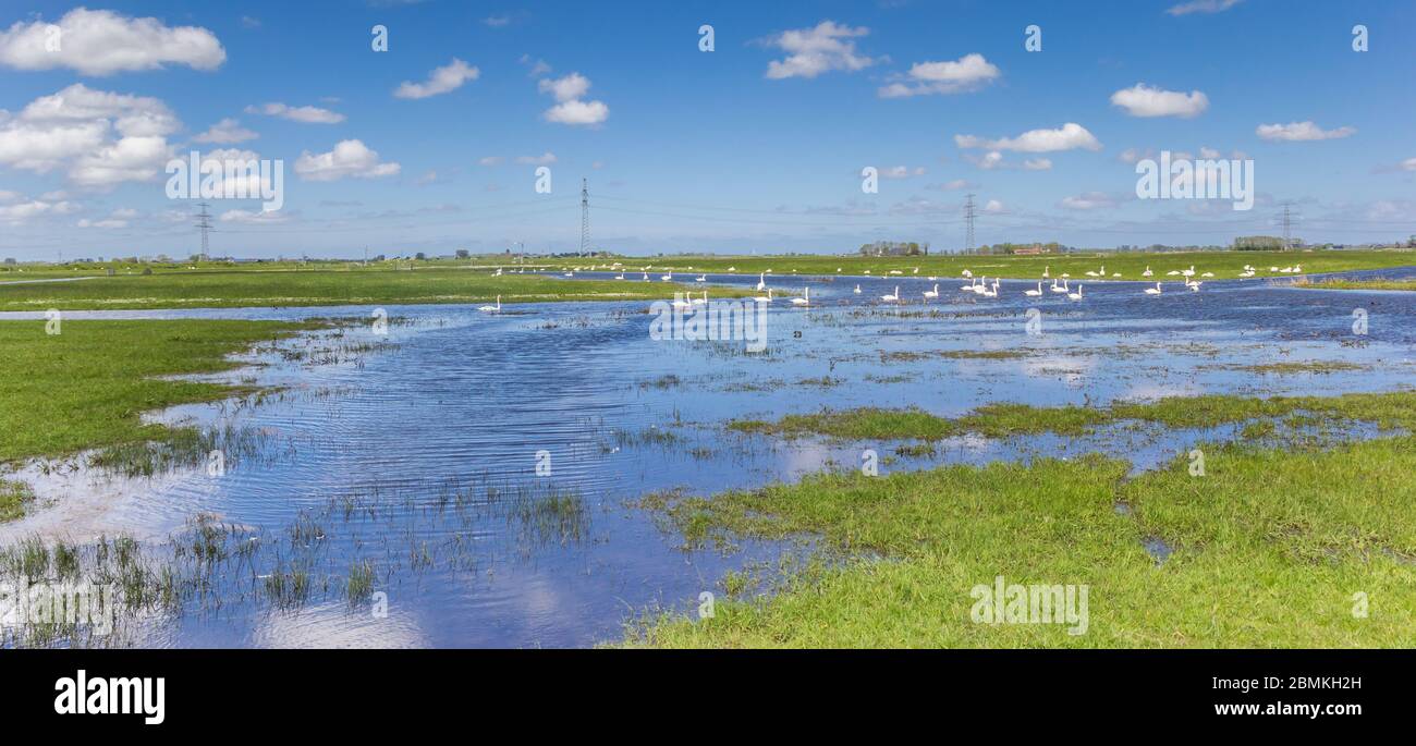 Schwäne, die im flachen Wasser des Reitdiep bei Groningen, Niederlande, schwimmen Stockfoto