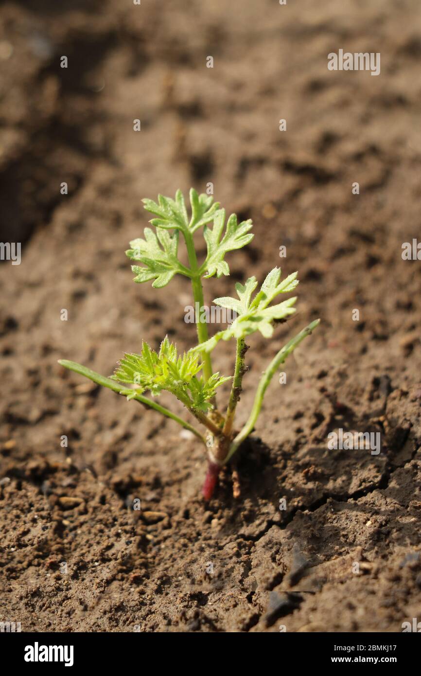 Junge Karotten Pflanze in einem Feld Stockfoto