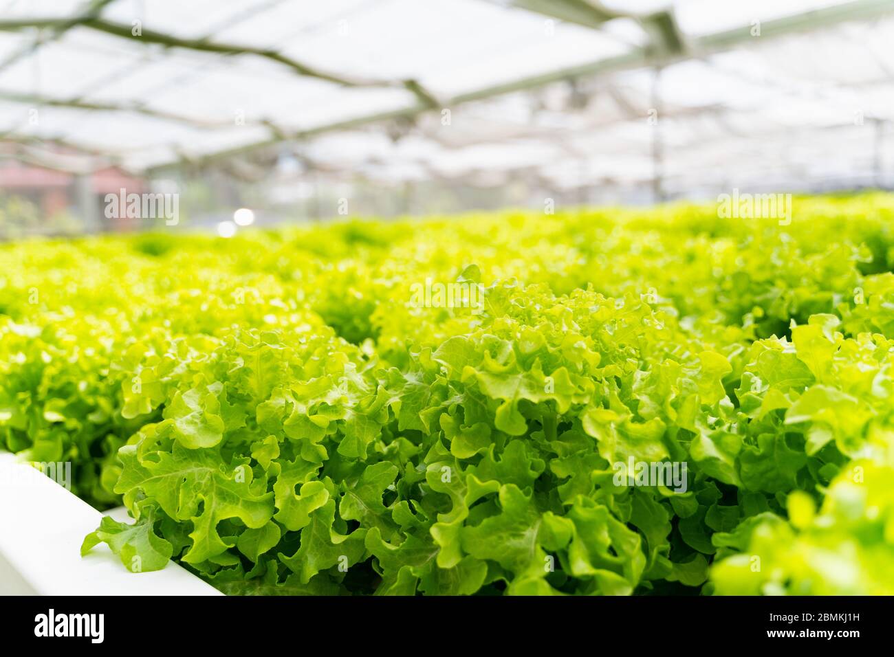 Hydroponics Gemüse Grüner Eichensalat wächst in Kunststoffrohren in Smart Farmen mit Hydroponics-Systemen sind moderne Landwirtschaft für gesunde und Qualität i Stockfoto