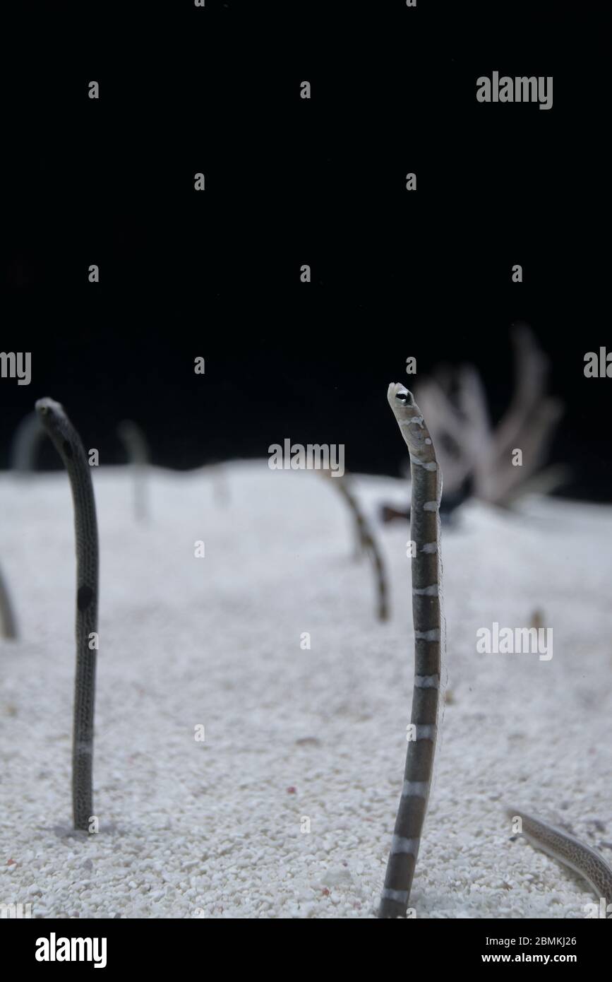 Gepunkteter Gartenaal Stockfoto