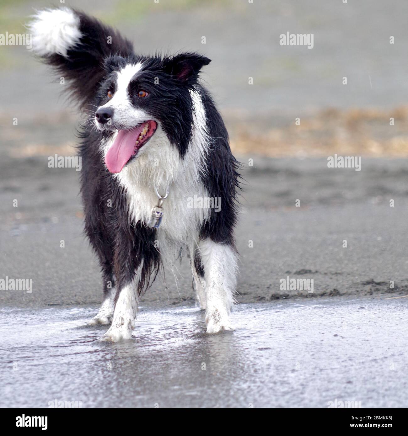 Die Pfoten im kühlen Meerwasser unter der heißen Sommersonne kühlen. Stockfoto