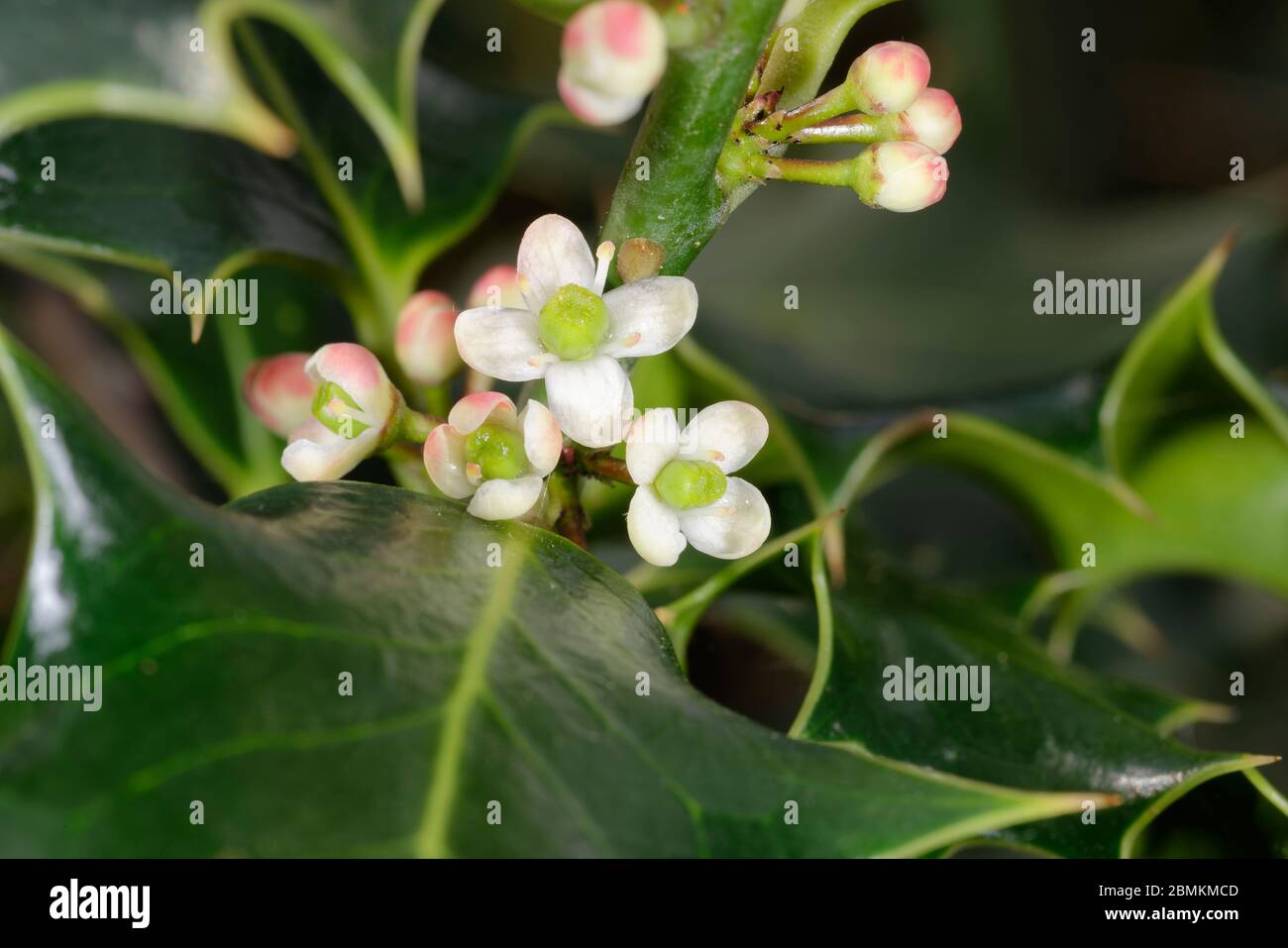 Holly - Ilex aquifolium Nahaufnahme von Blumen Stockfoto