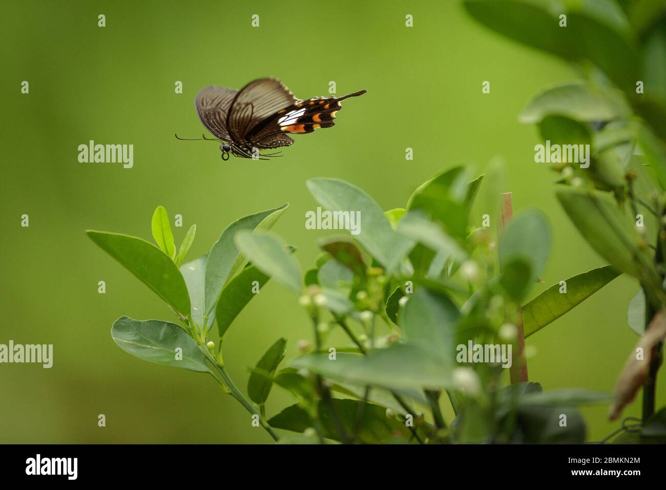 Gewöhnlicher Mormonen-Schmetterling (Weiblich) Stockfoto