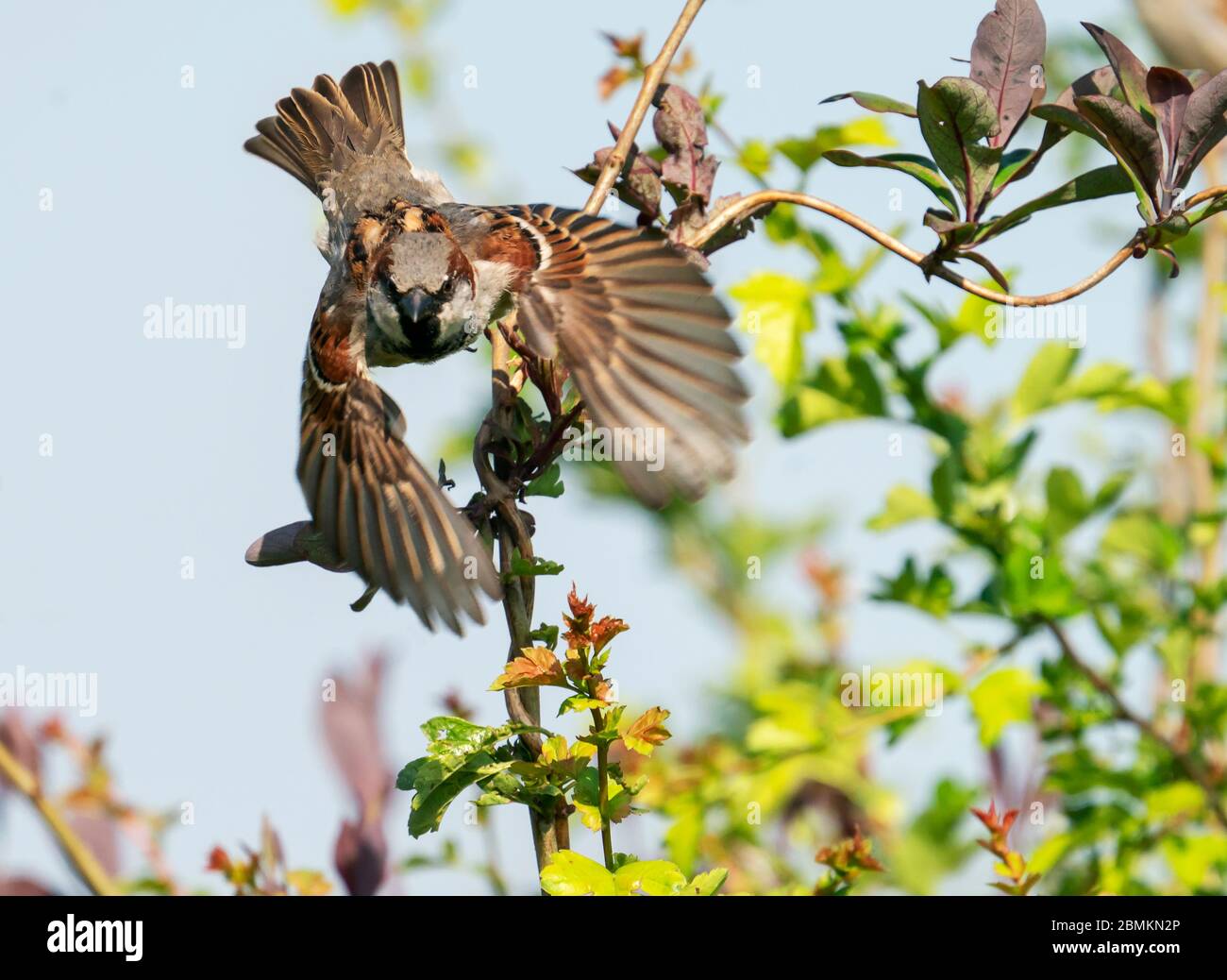 Männlicher Haussparrow (Passer domesticus) im Flug, Warwickshire Stockfoto