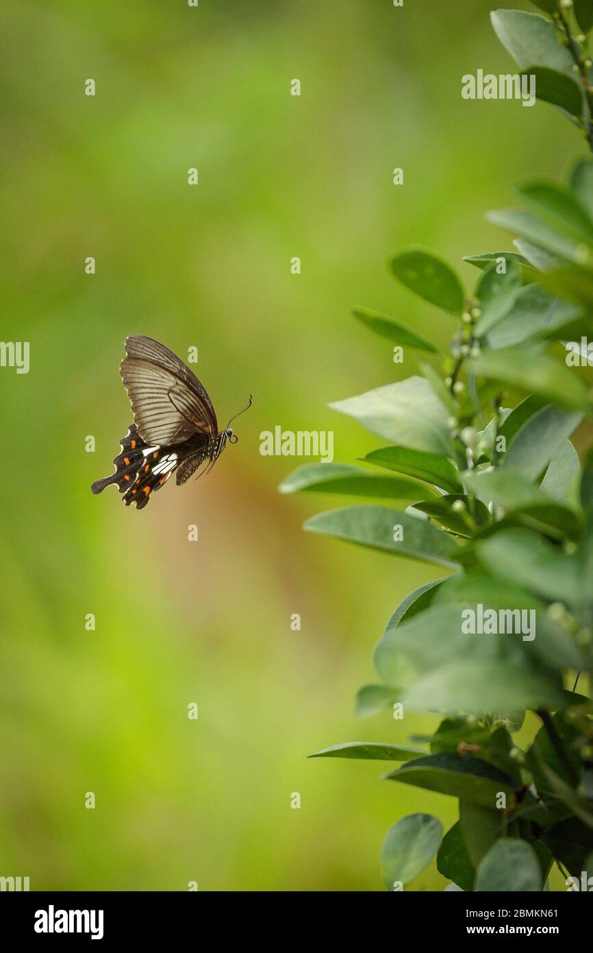 Gewöhnlicher Mormonen-Schmetterling (Weiblich) Stockfoto