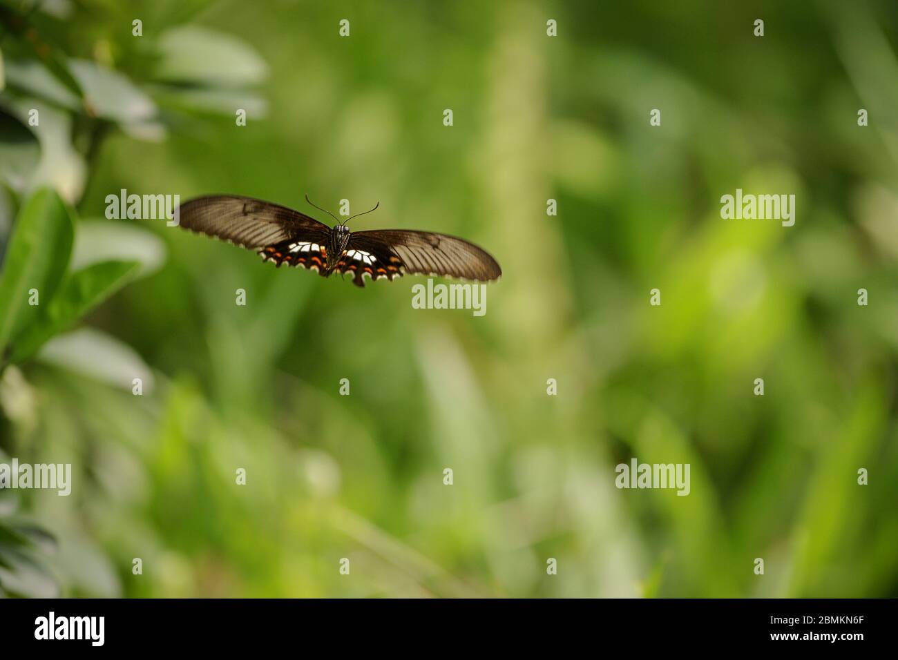 Gewöhnlicher Mormonen-Schmetterling (Weiblich) Stockfoto